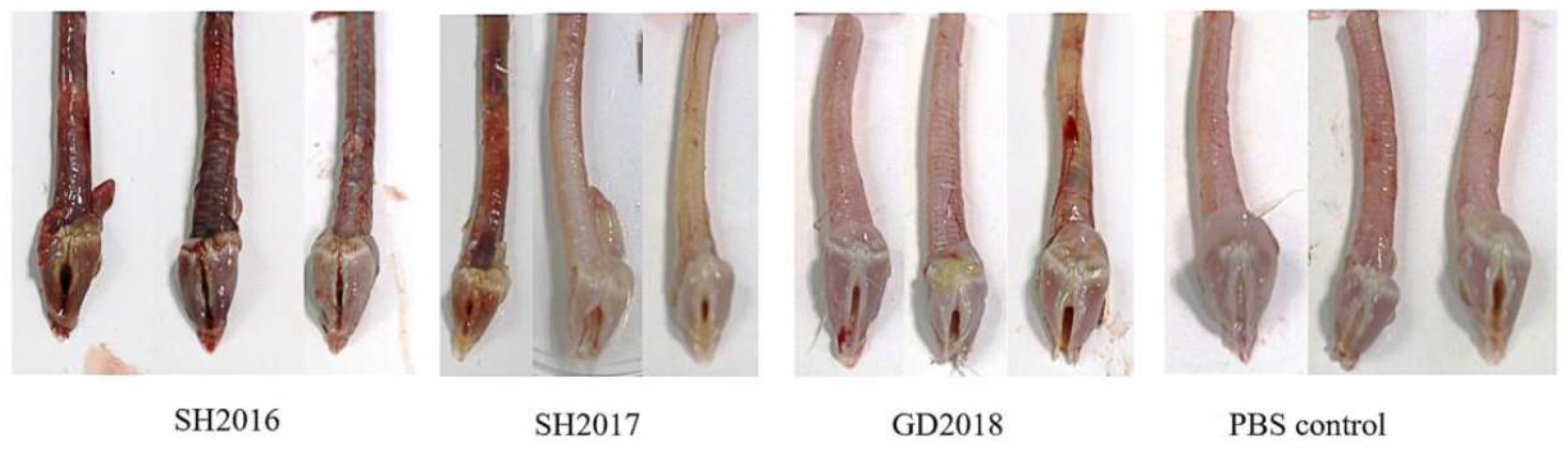 Viruses 14 01200 g0a5 Viruses 14 01200 g0a5