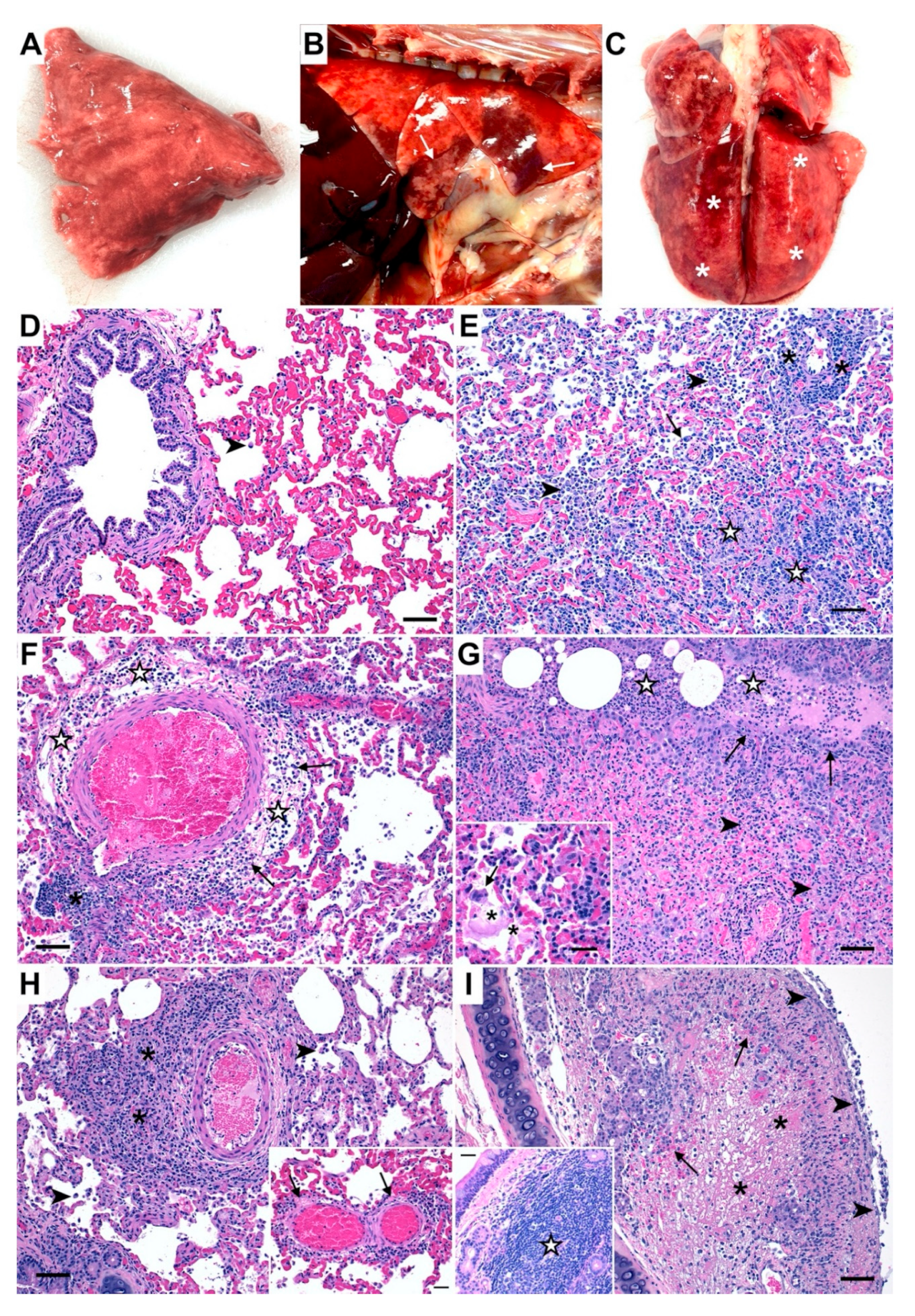 Viruses 14 01207 g002