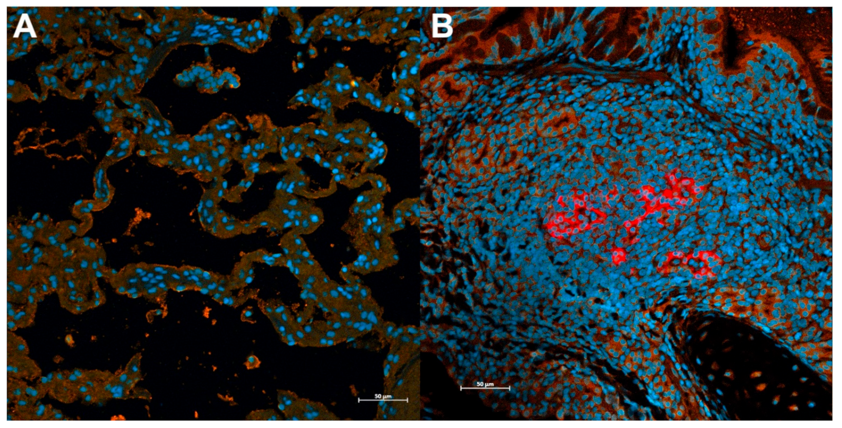 Viruses 14 01207 g004