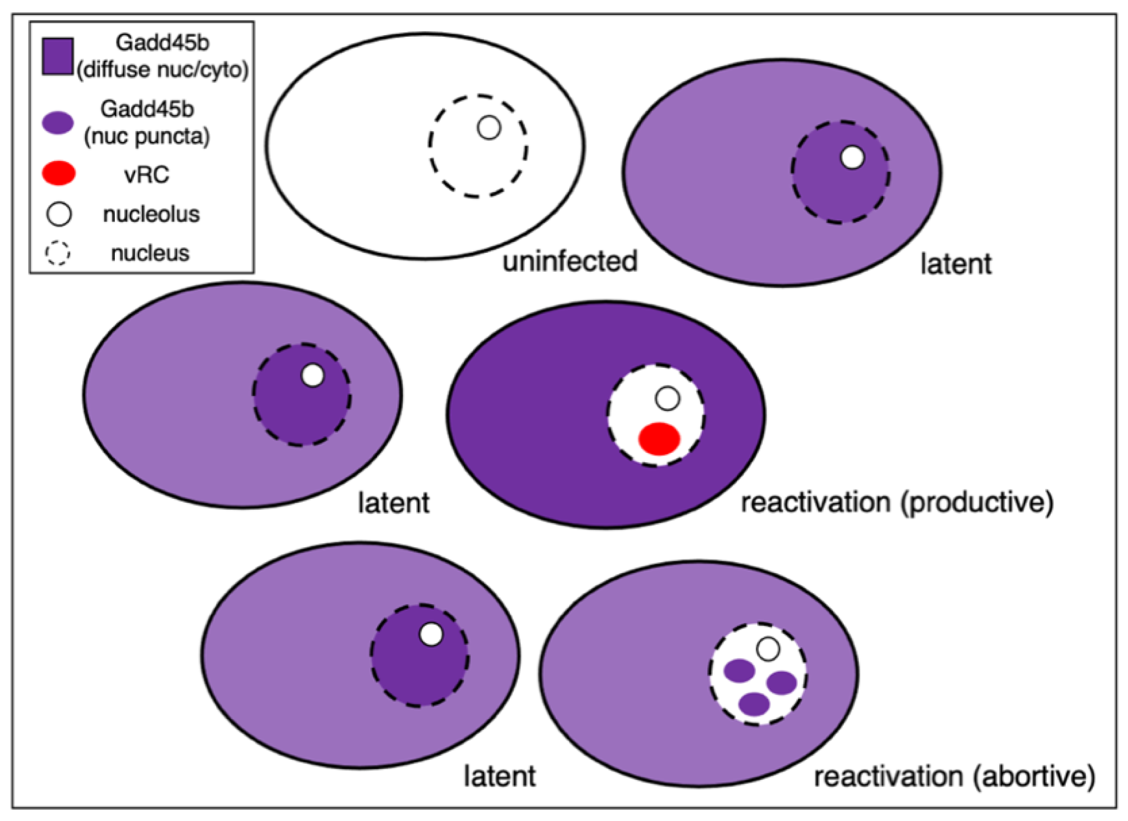 Viruses 14 01209 g004