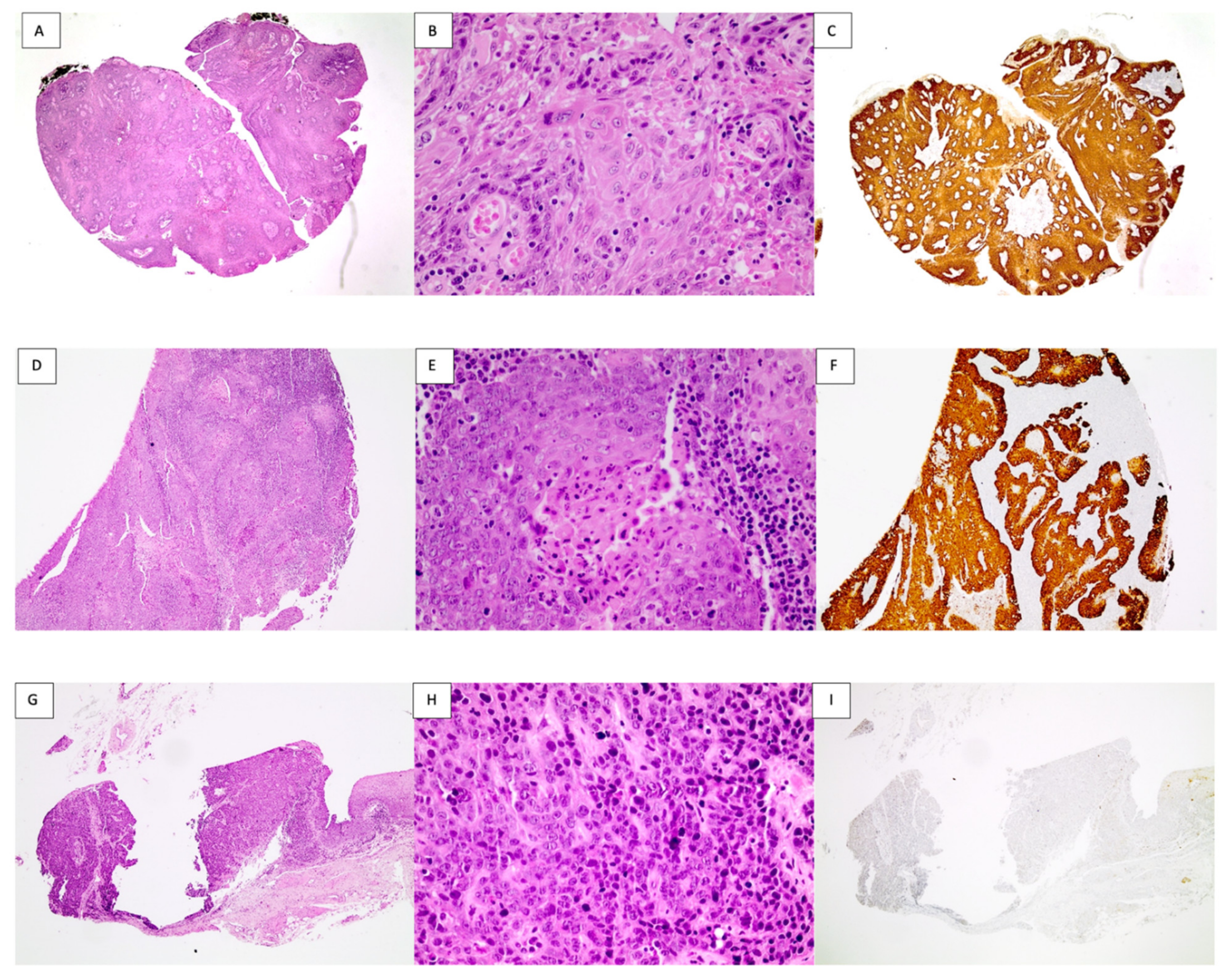 Viruses 14 01212 g001