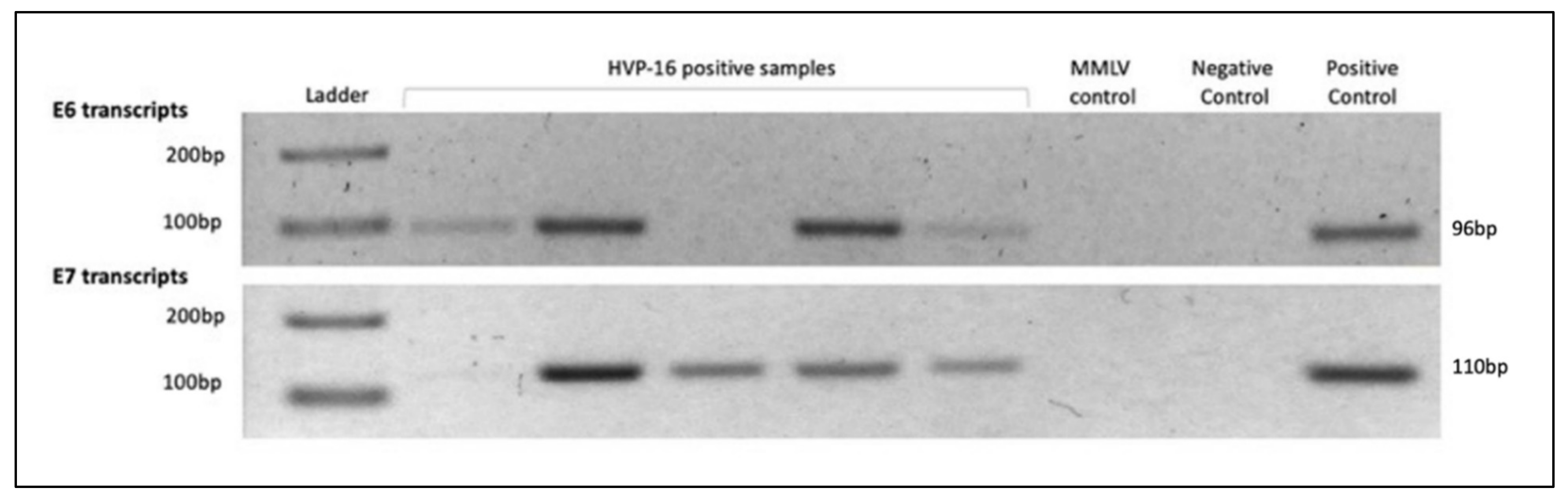 Viruses 14 01212 g002