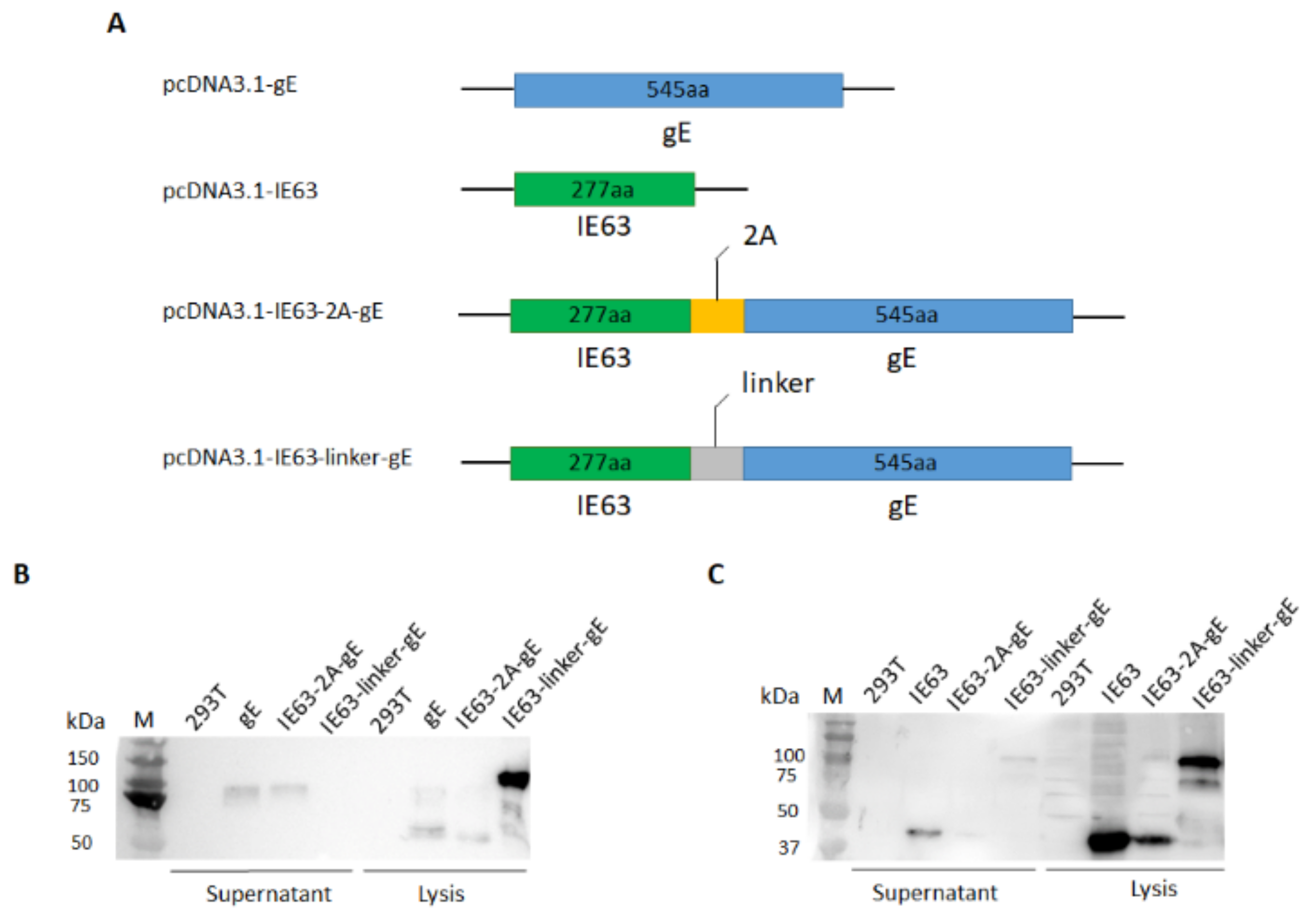 Viruses 14 01214 g001