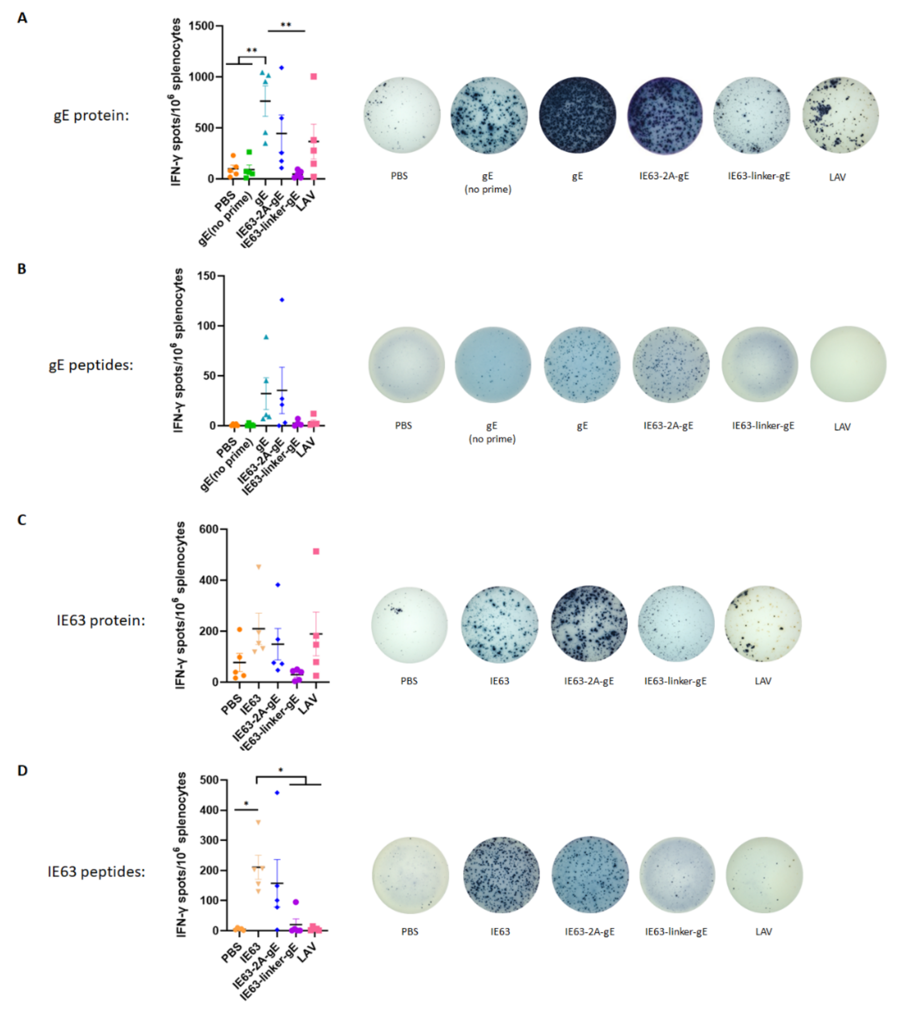 Viruses 14 01214 g003