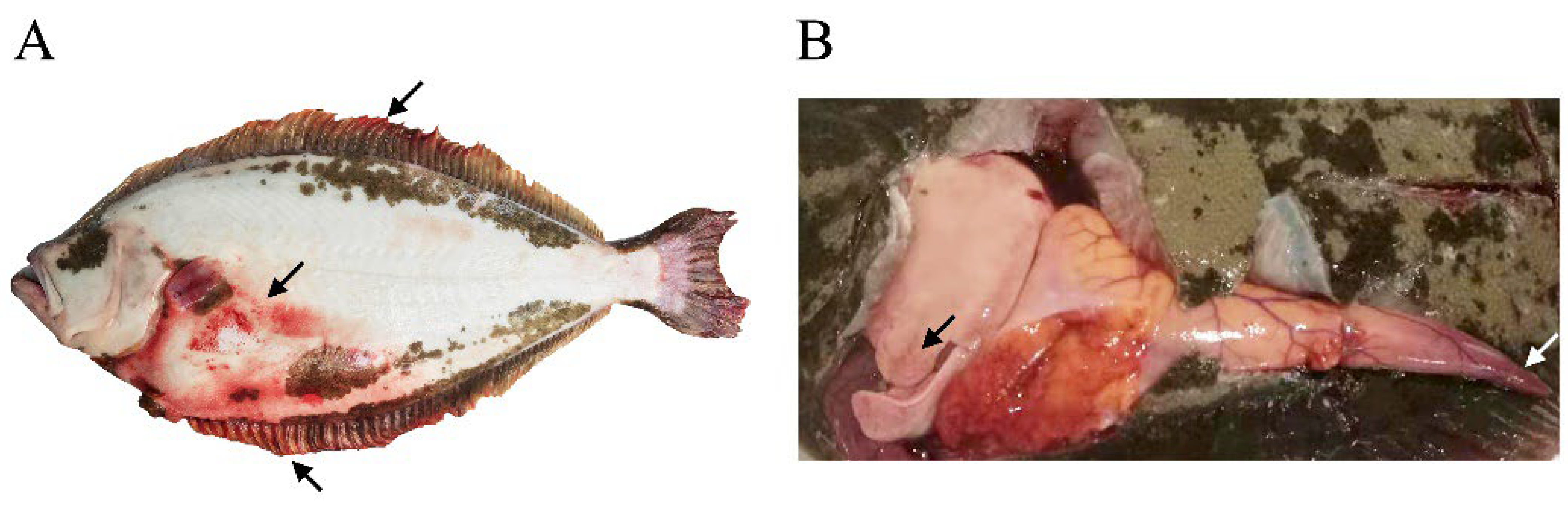 Viruses 14 01216 g001