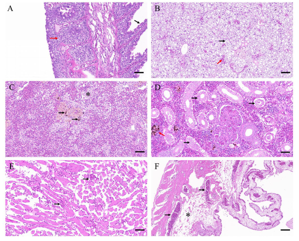 Viruses 14 01216 g002