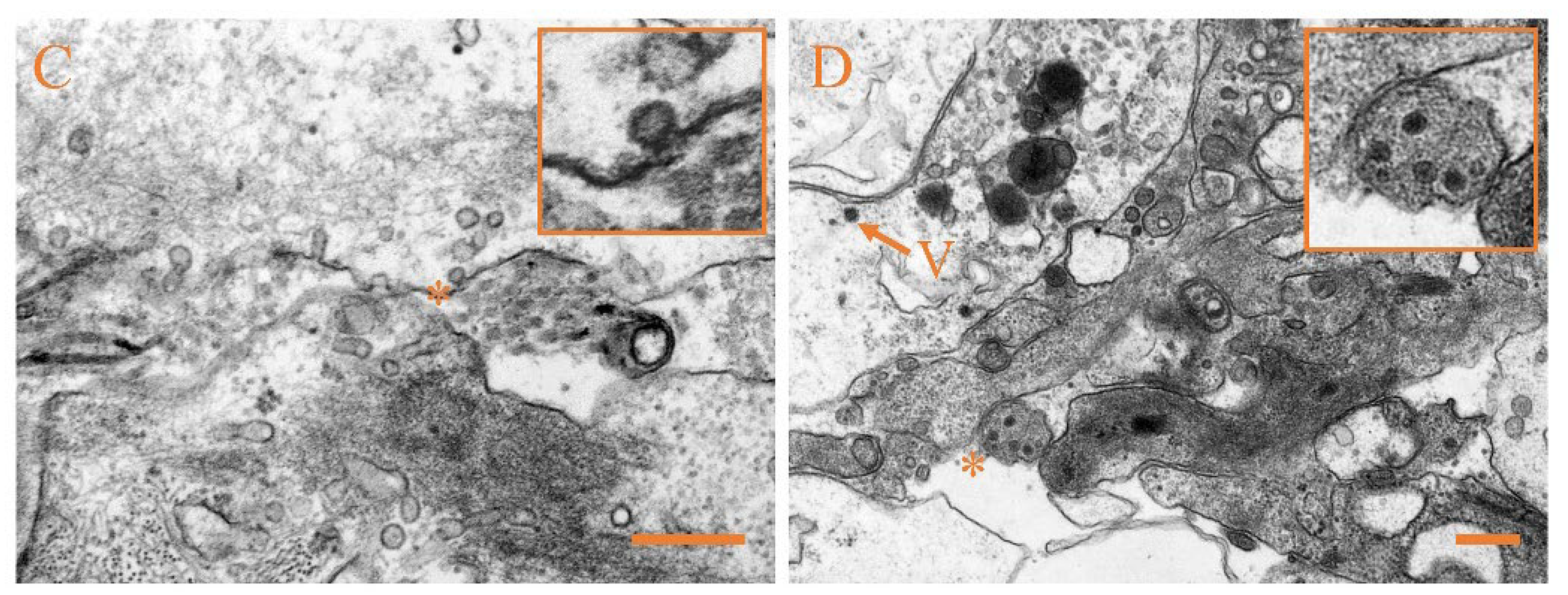 Viruses 14 01216 g005b