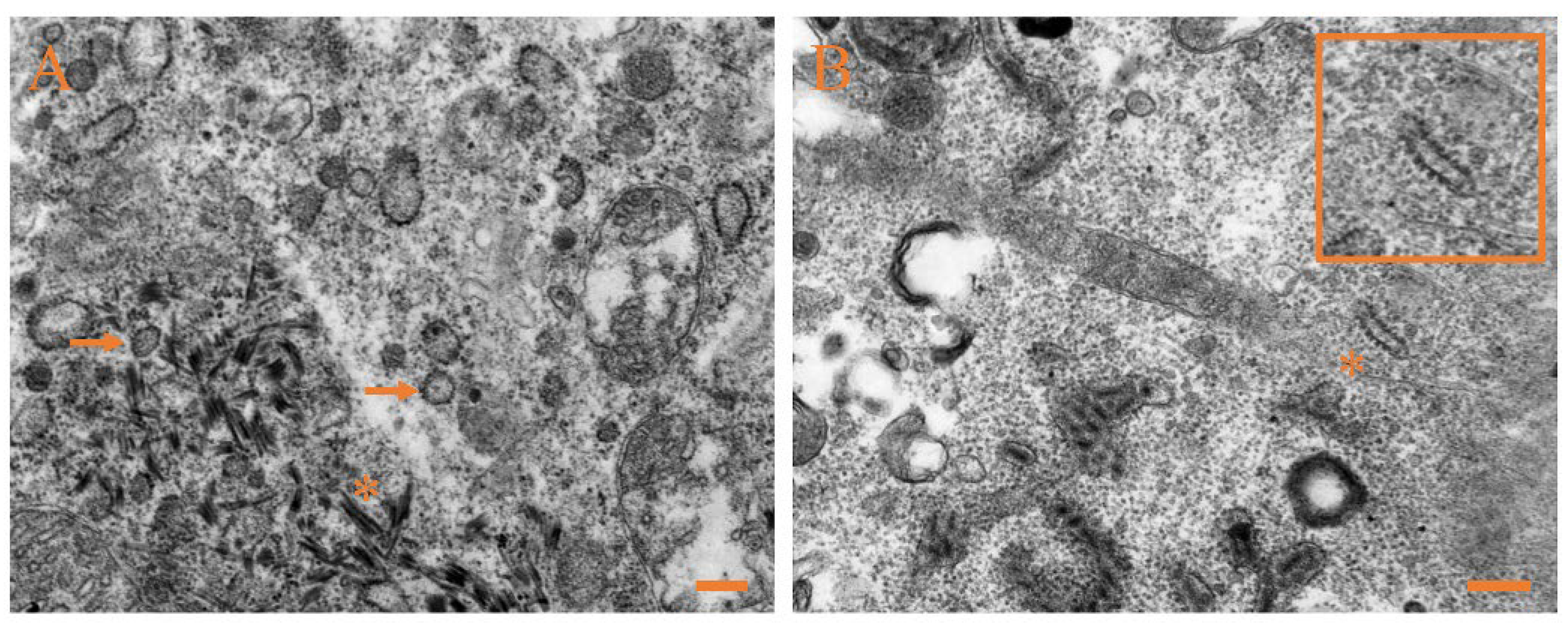 Viruses 14 01216 g006a