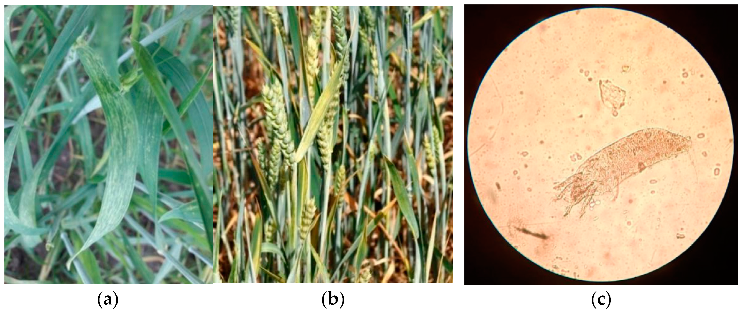 Viruses 14 01220 g001 Viruses 14 01220 g001