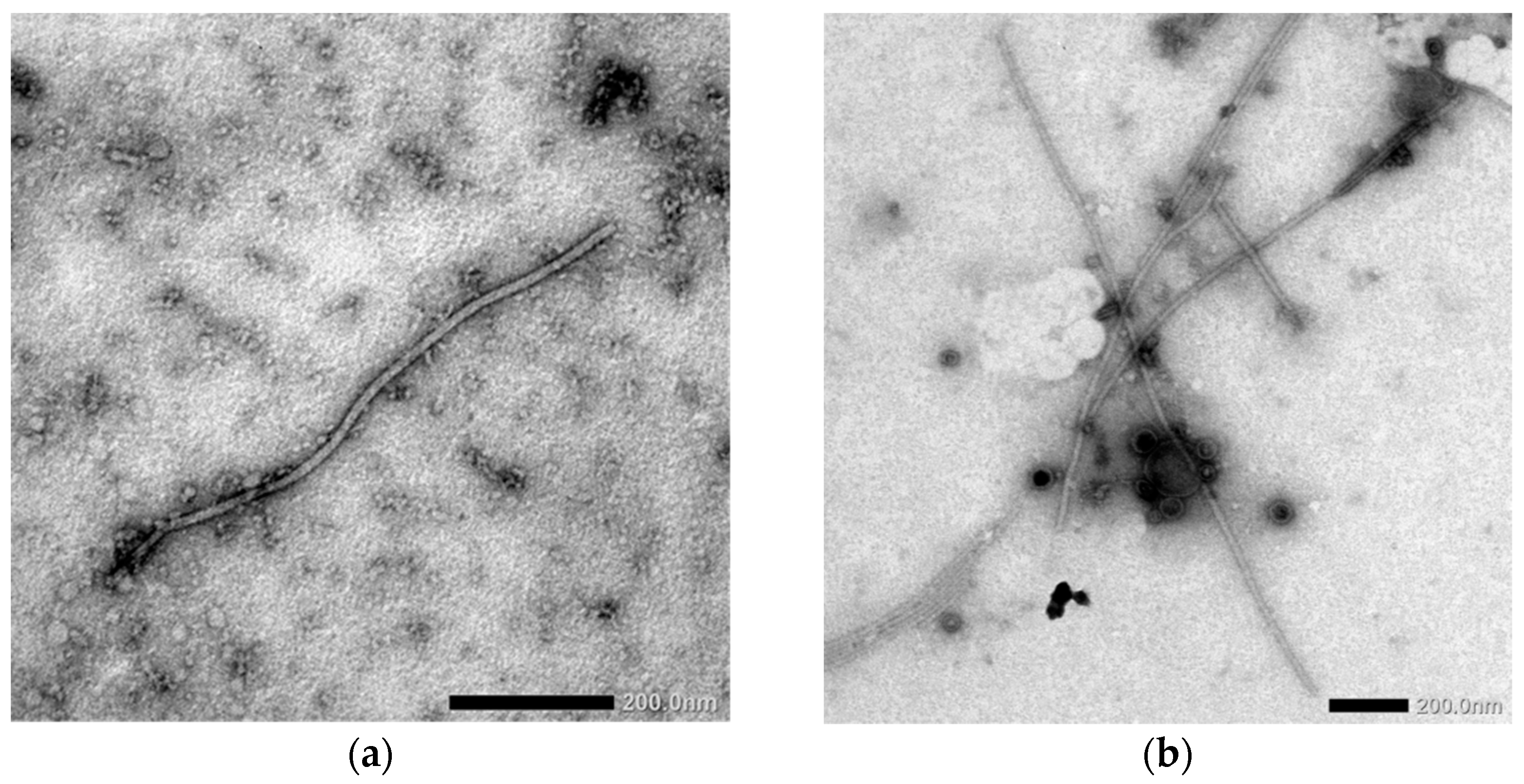 Viruses 14 01220 g004 Viruses 14 01220 g004