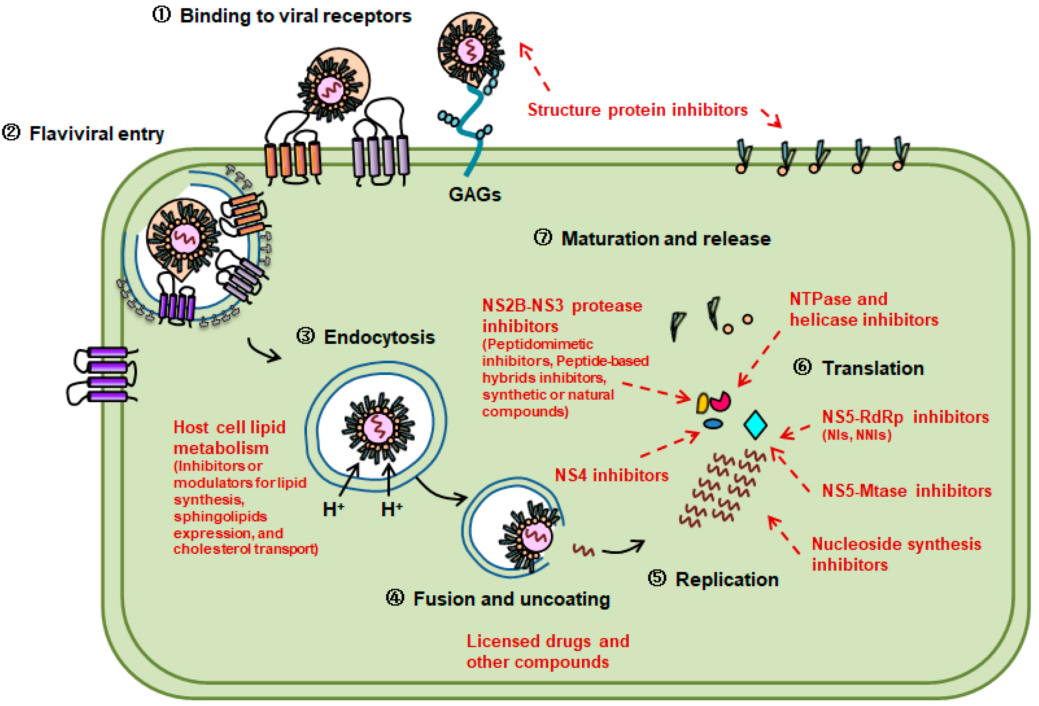 Viruses 14 01226 g001