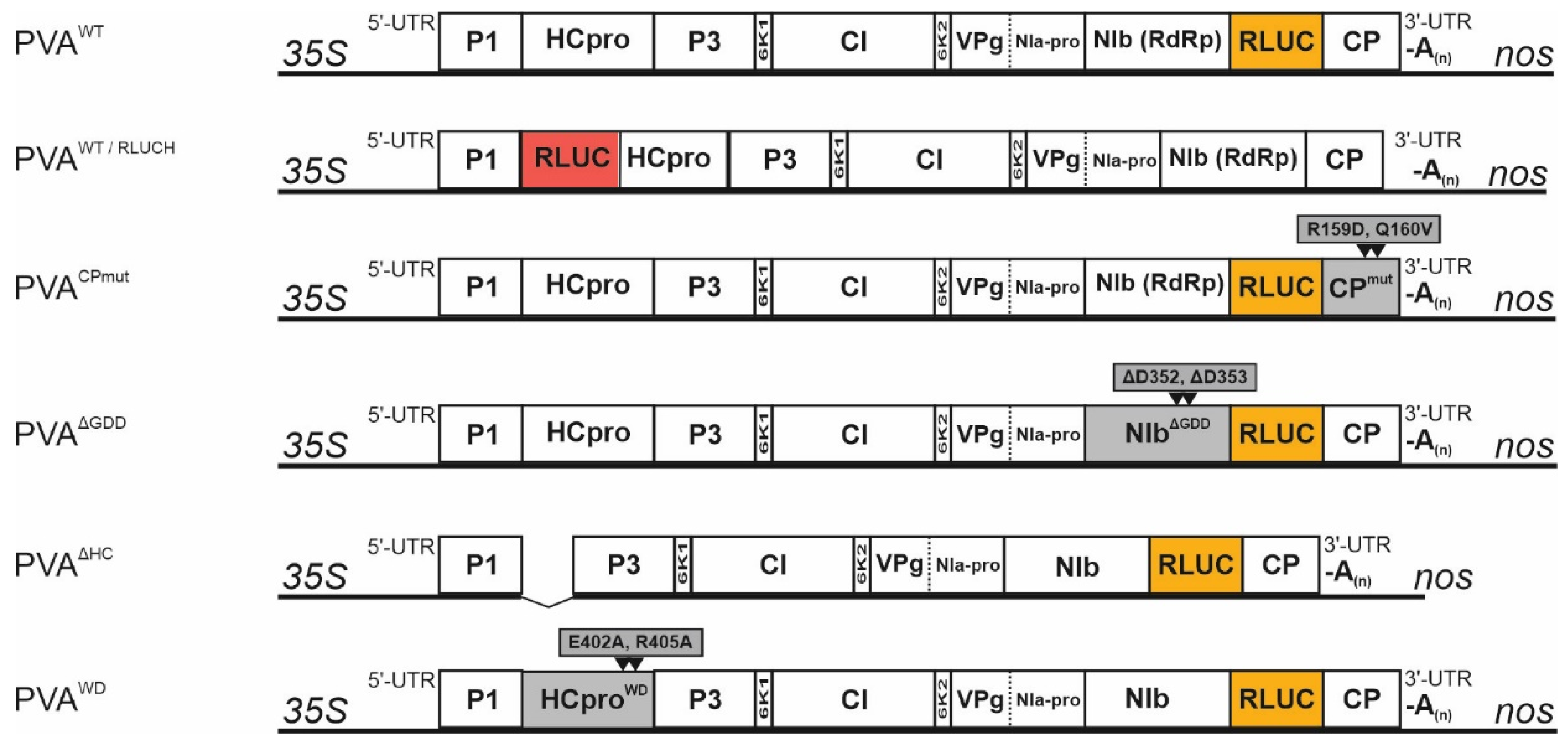 Viruses 14 01233 g001