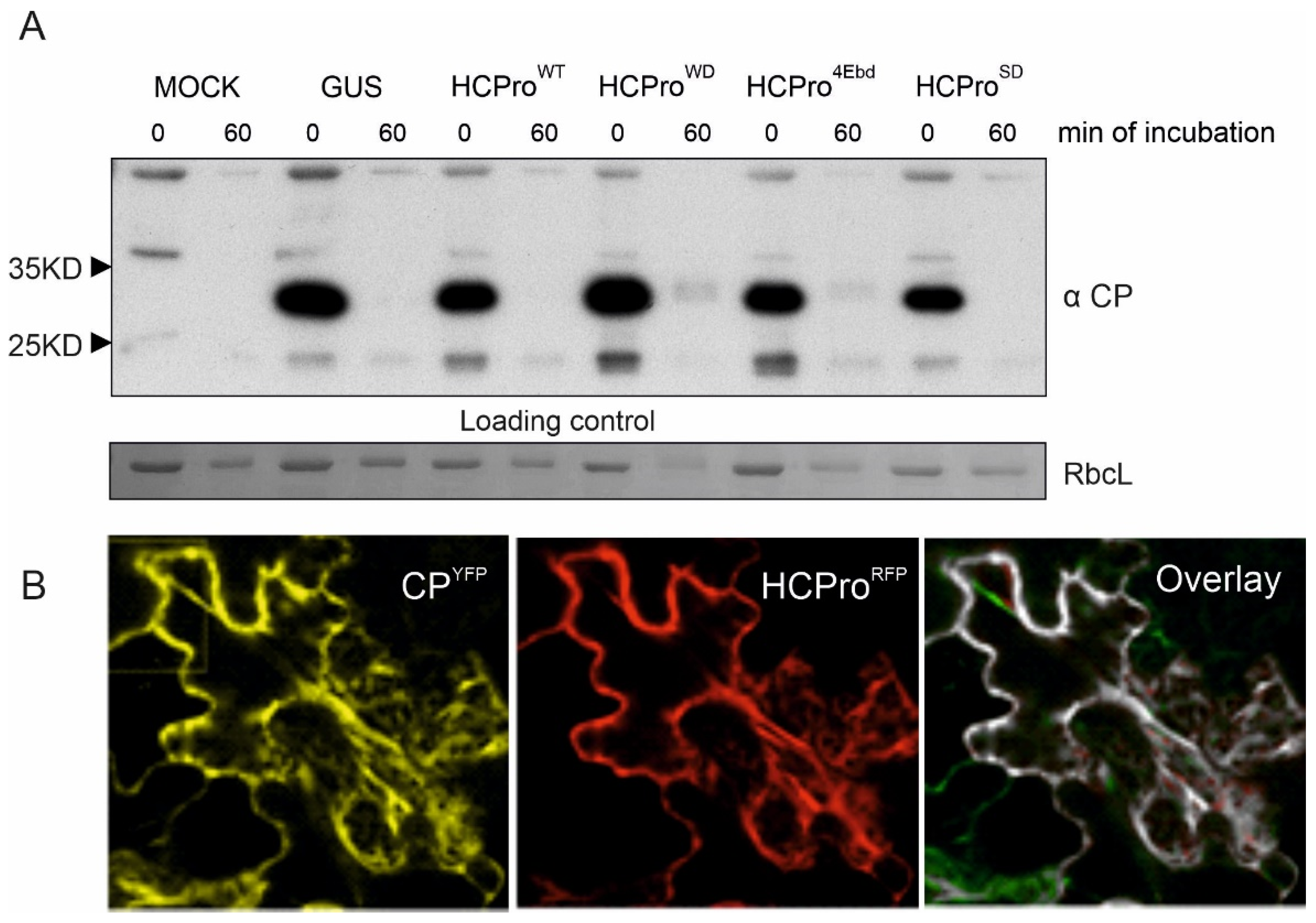 Viruses 14 01233 g002