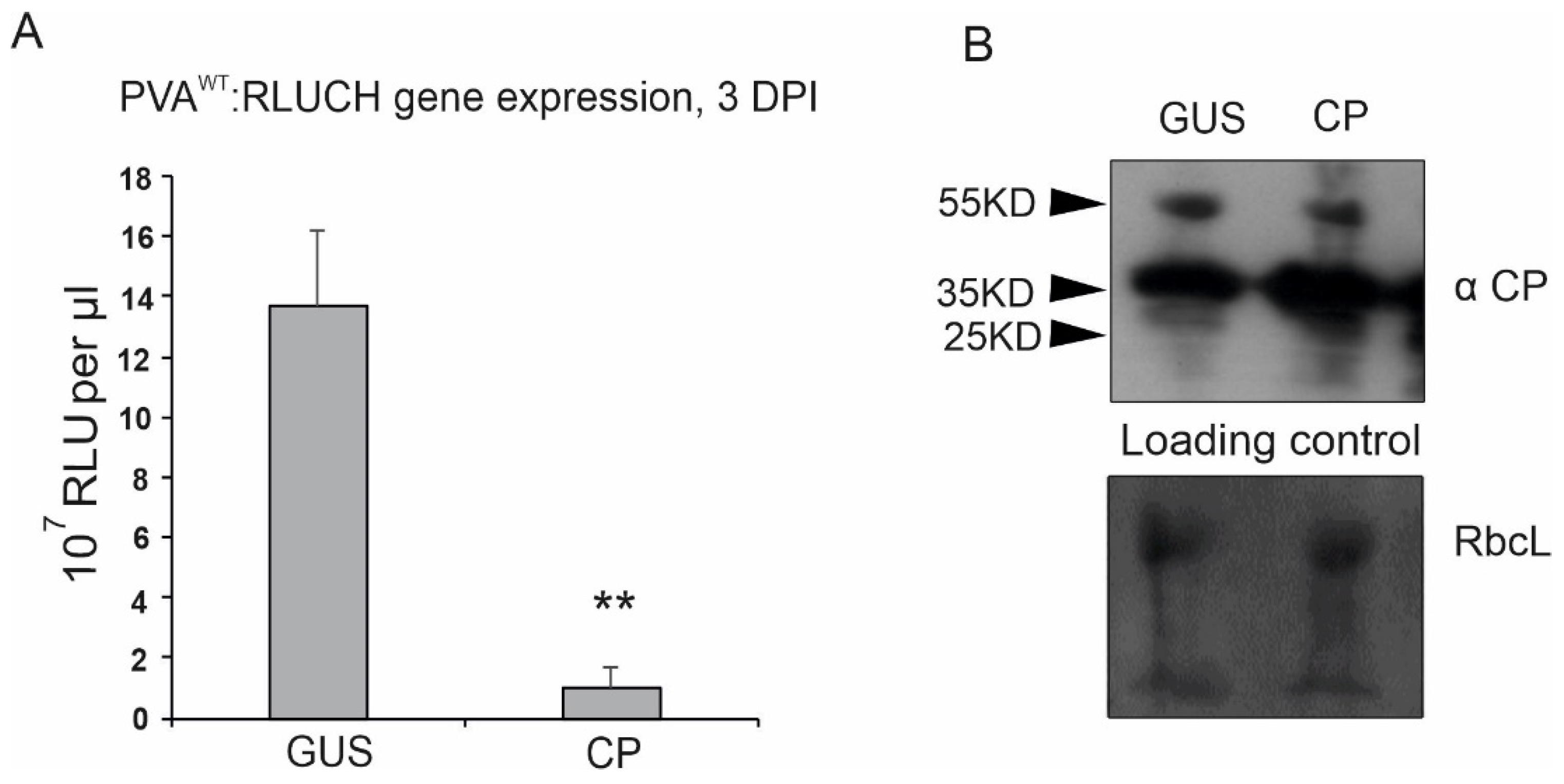 Viruses 14 01233 g004