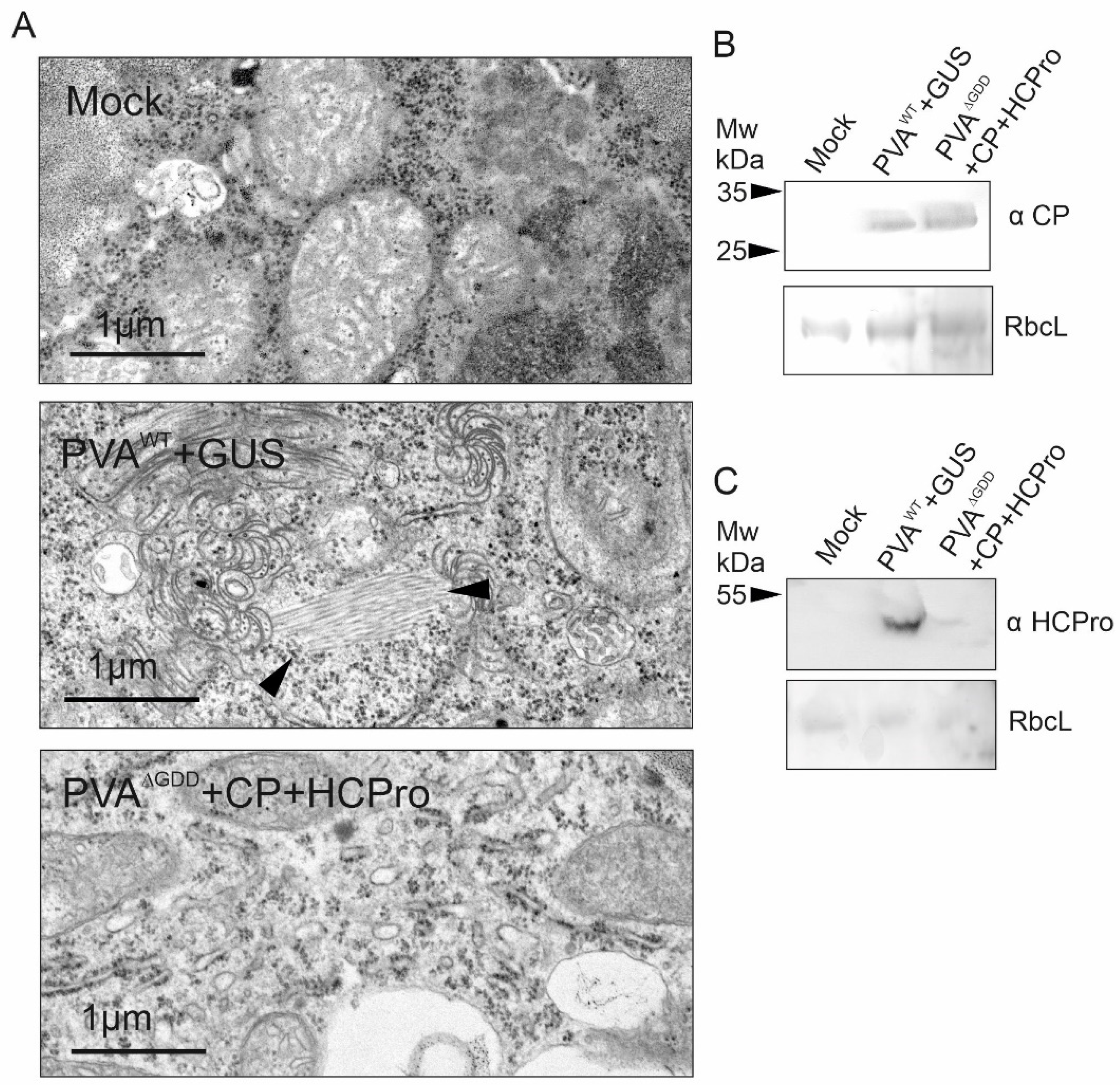 Viruses 14 01233 g008