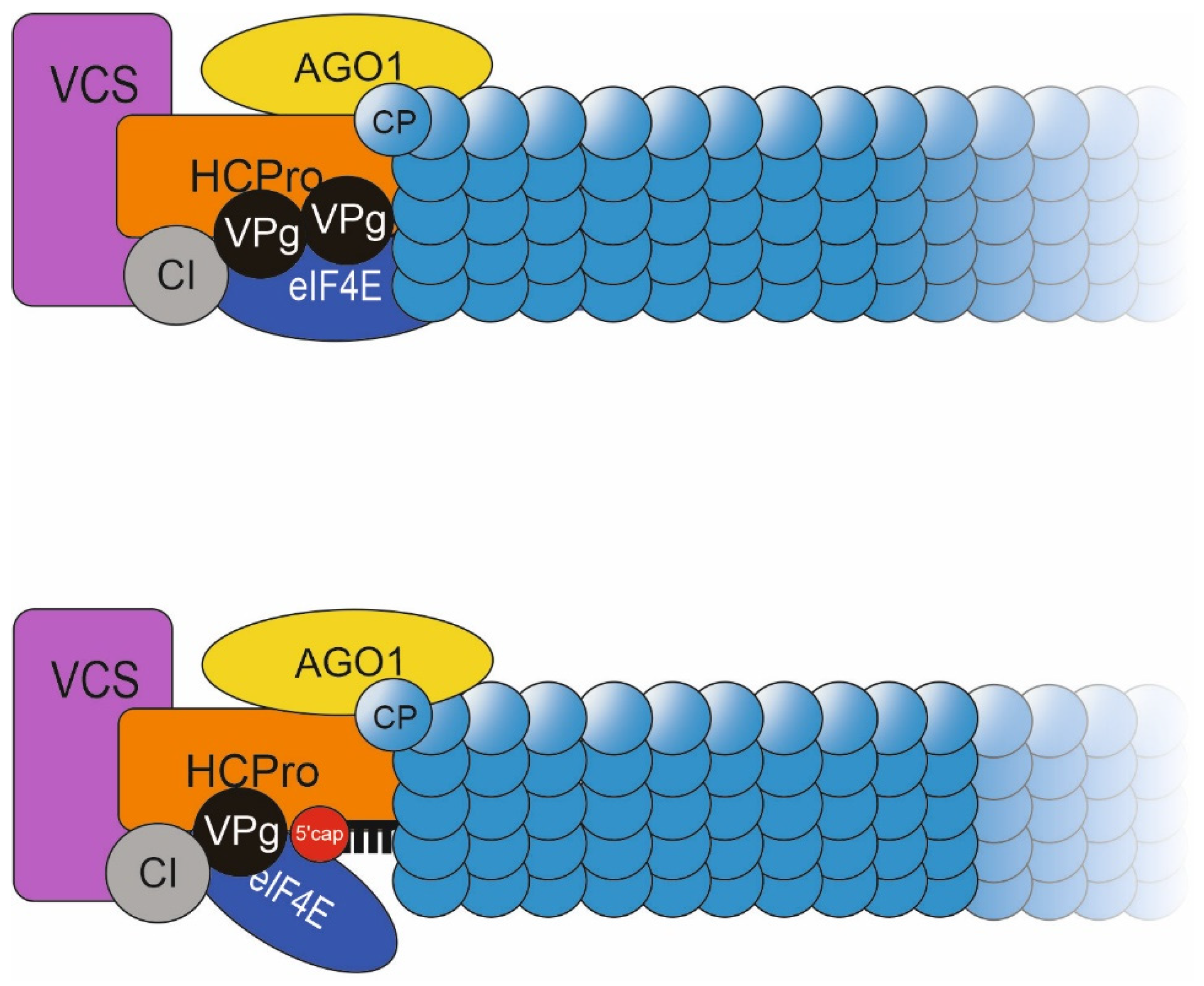 Viruses 14 01233 g009