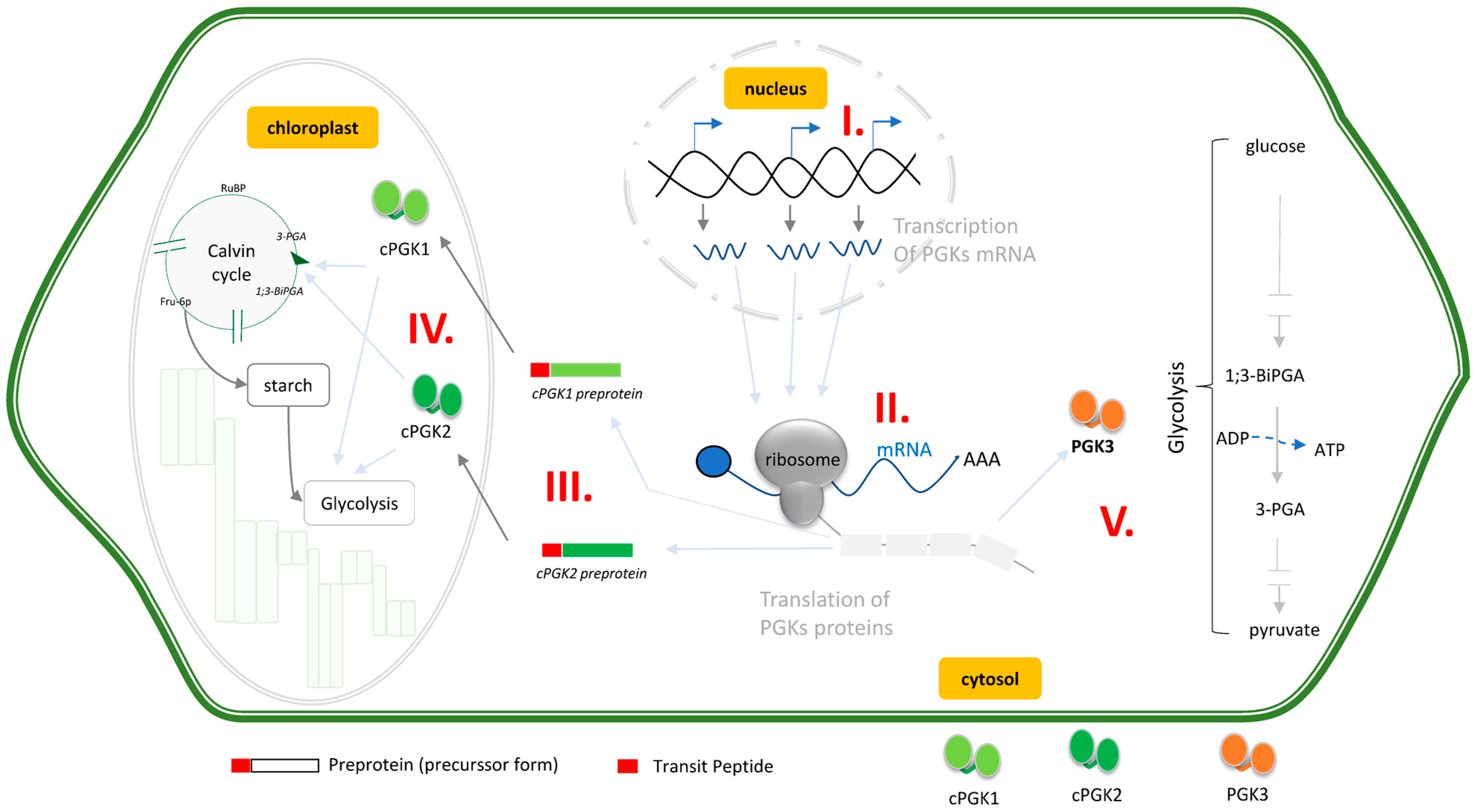 Viruses 14 01245 g004 Viruses 14 01245 g004