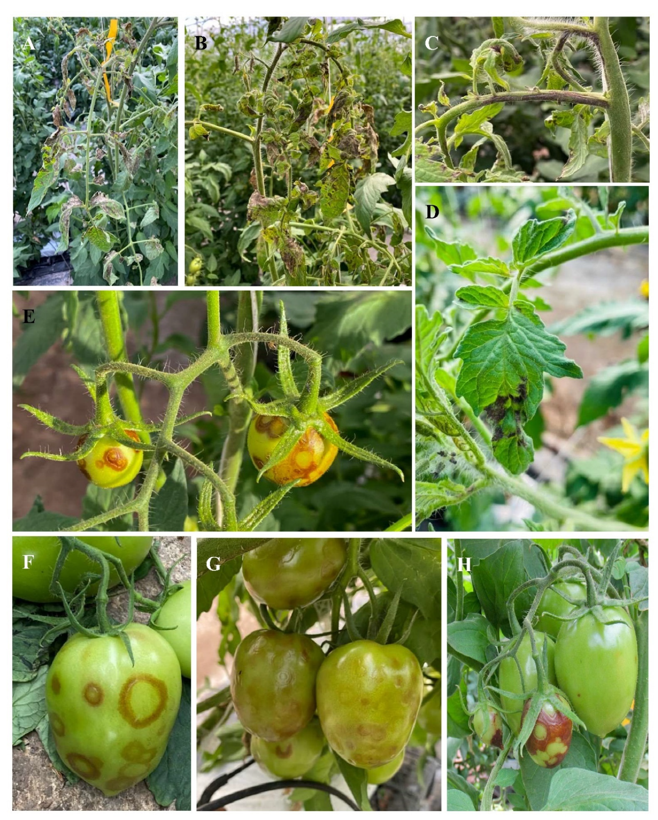 Viruses 14 01251 g002