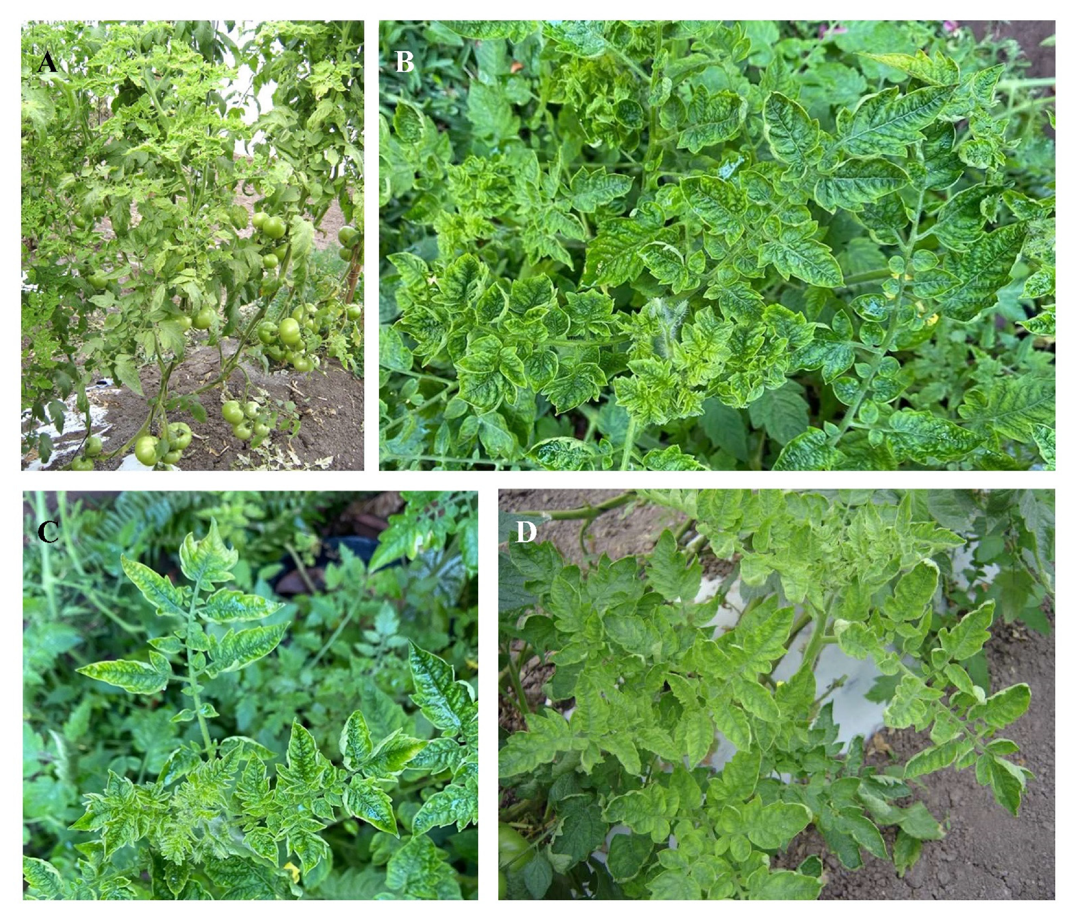 Viruses 14 01251 g003