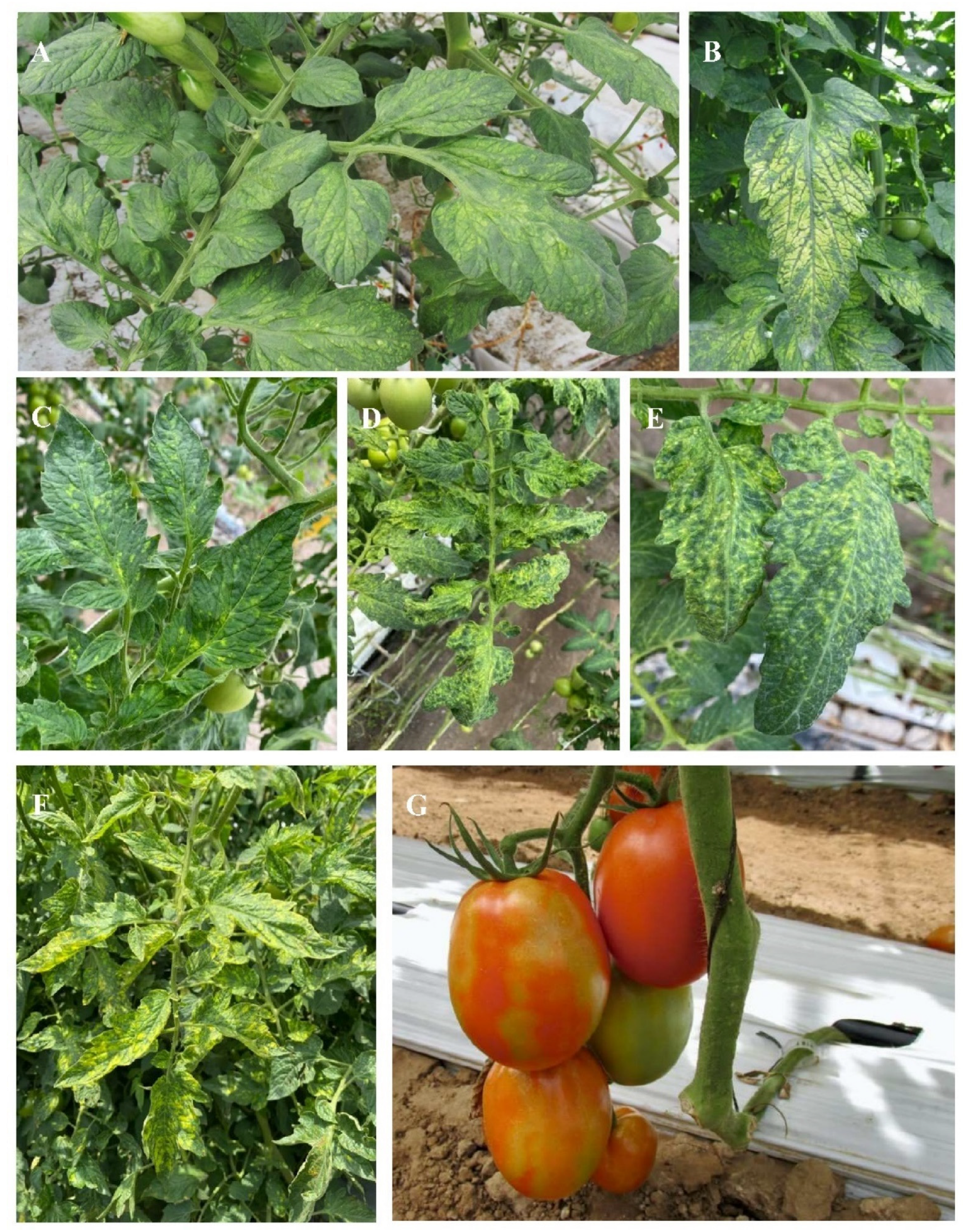 Viruses 14 01251 g004