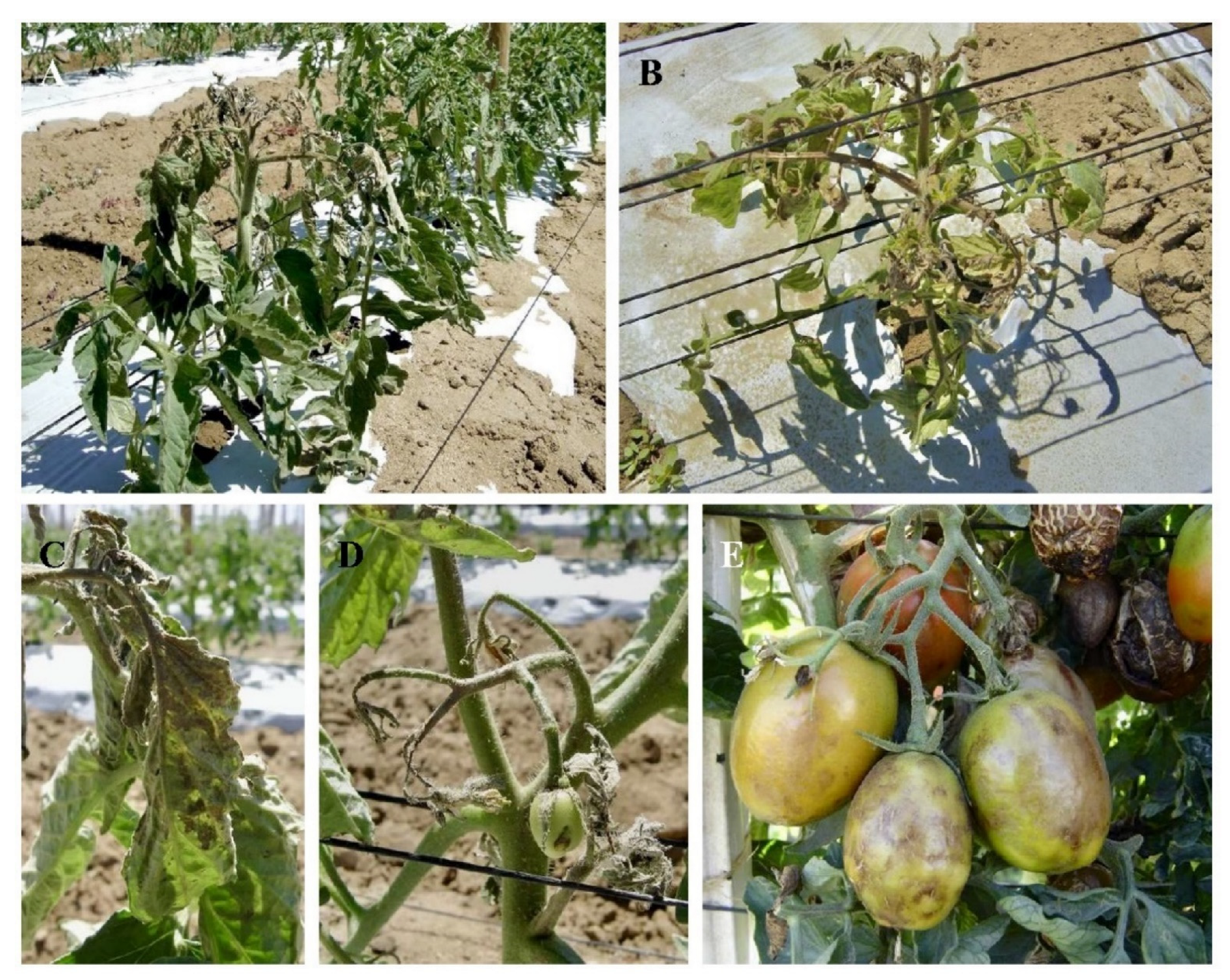 Viruses 14 01251 g005