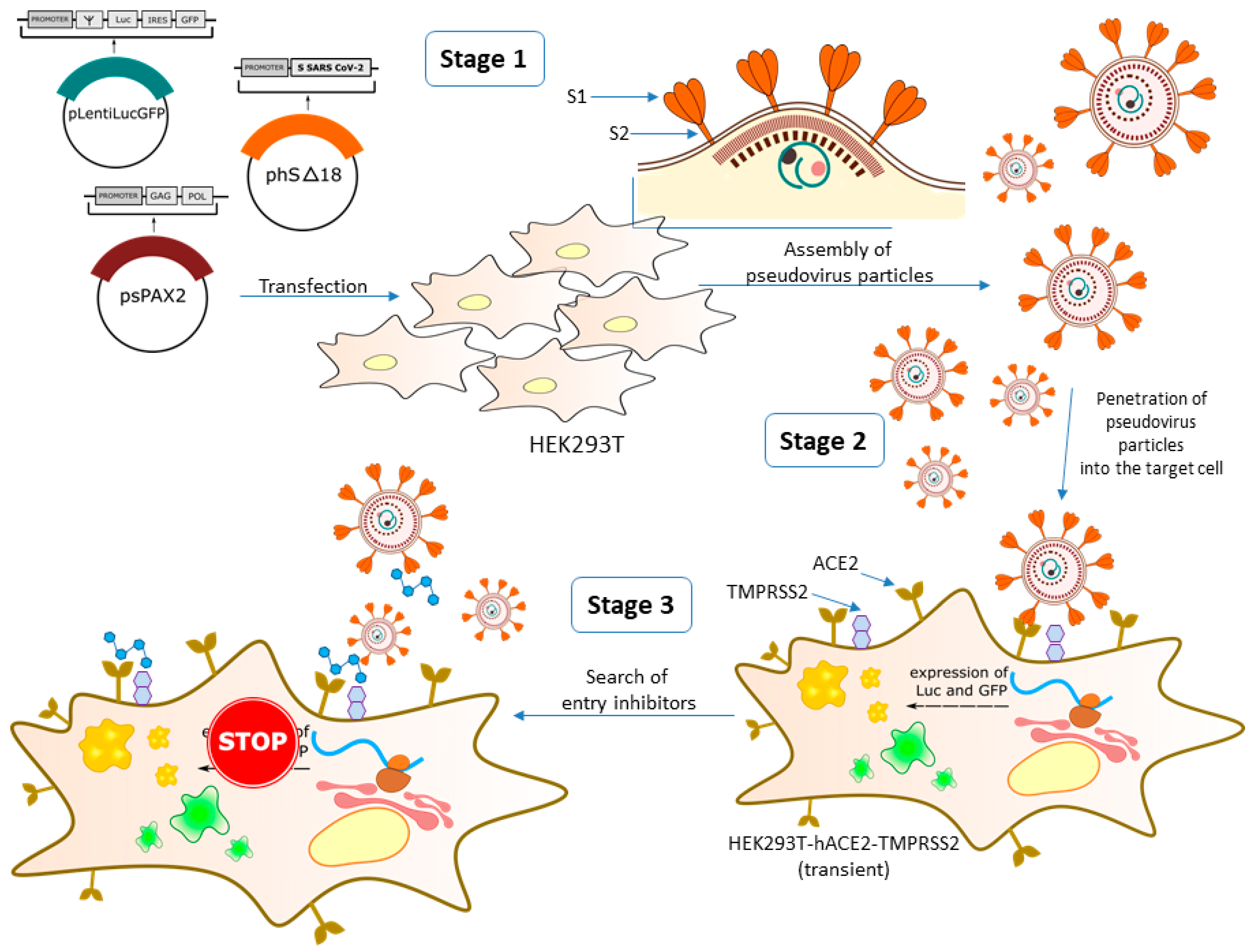 Viruses 14 01295 g001 Viruses 14 01295 g001