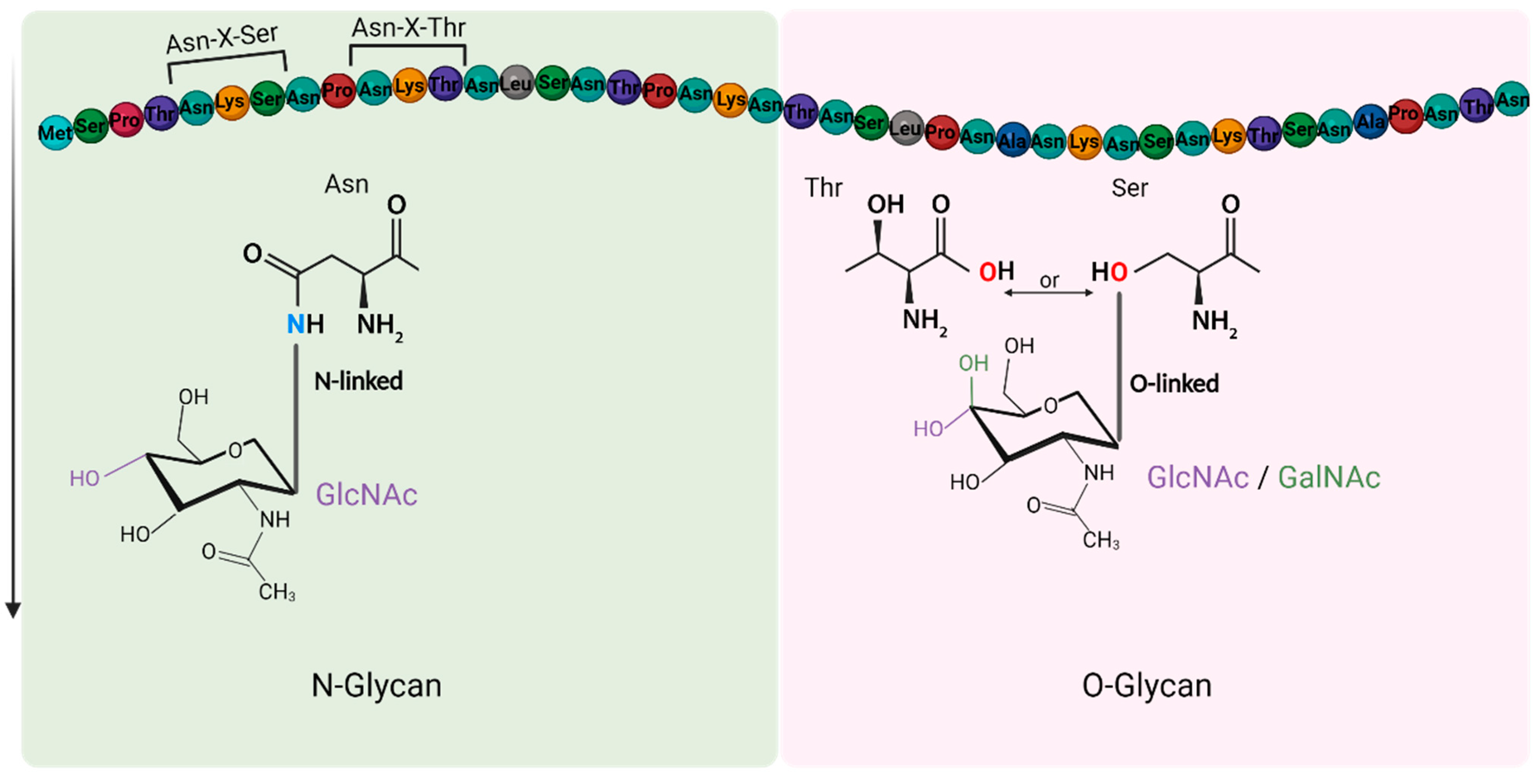 Viruses 14 01307 g002