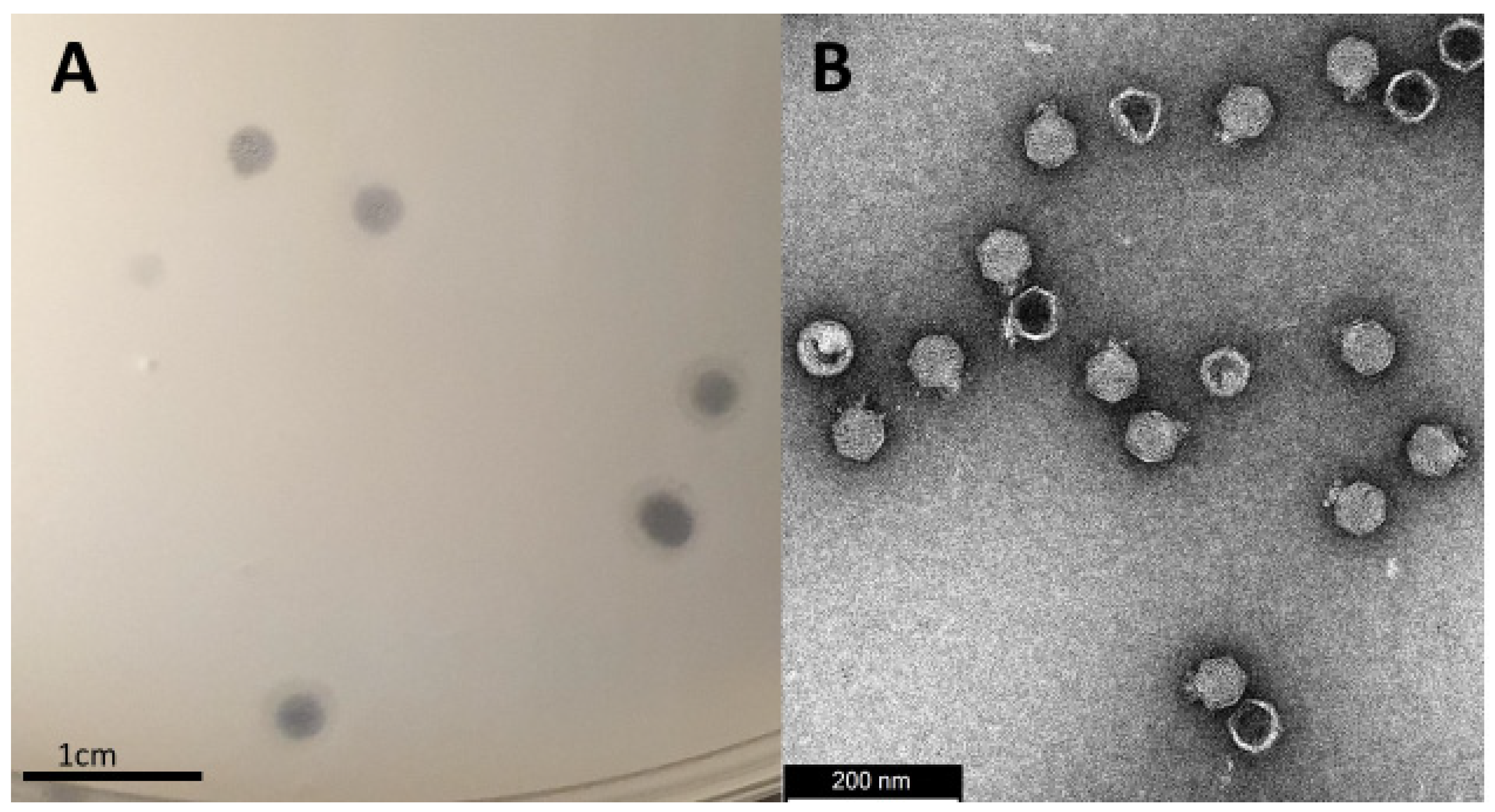 Viruses 14 01309 g001