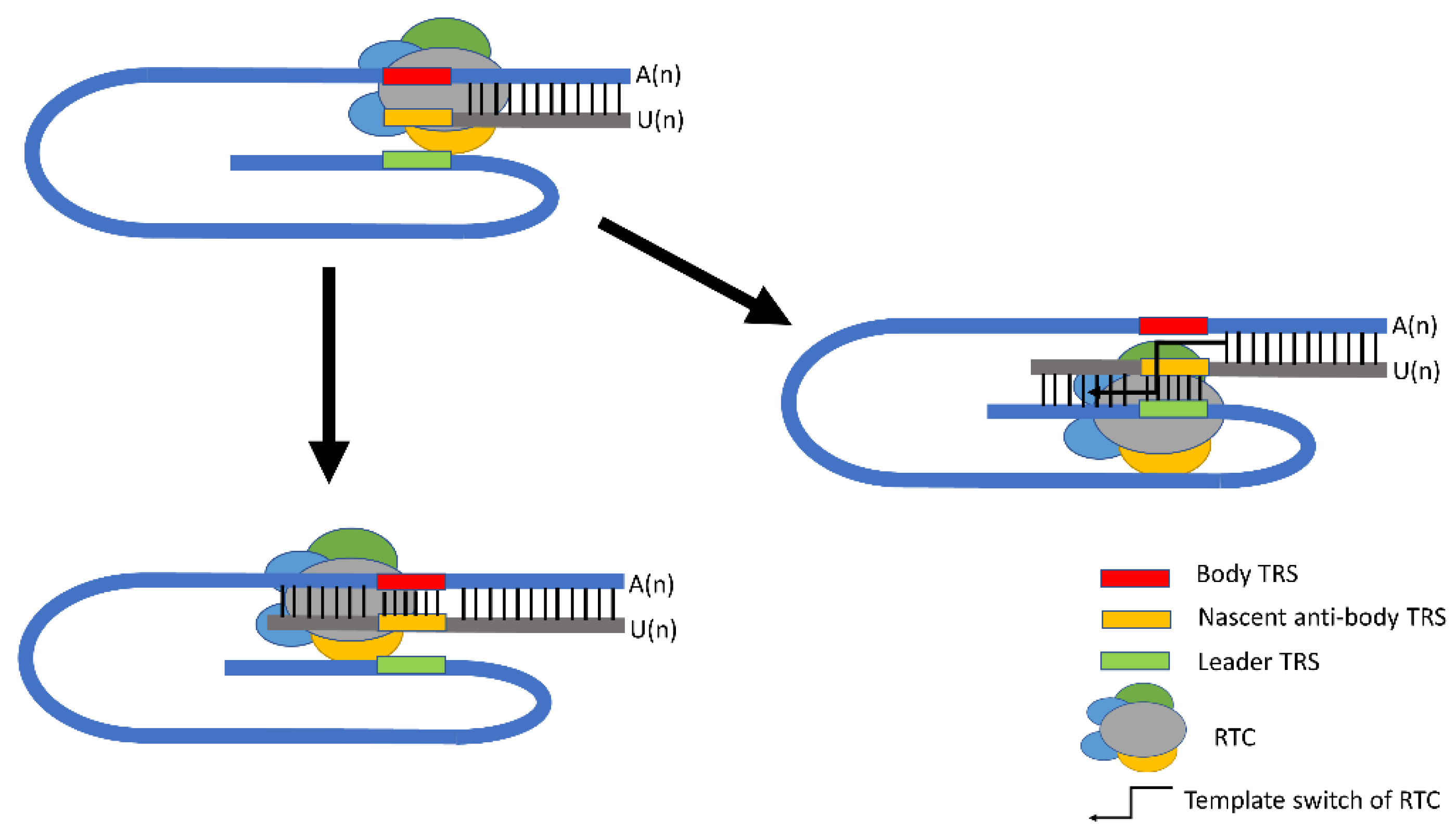 Viruses 14 01317 g002