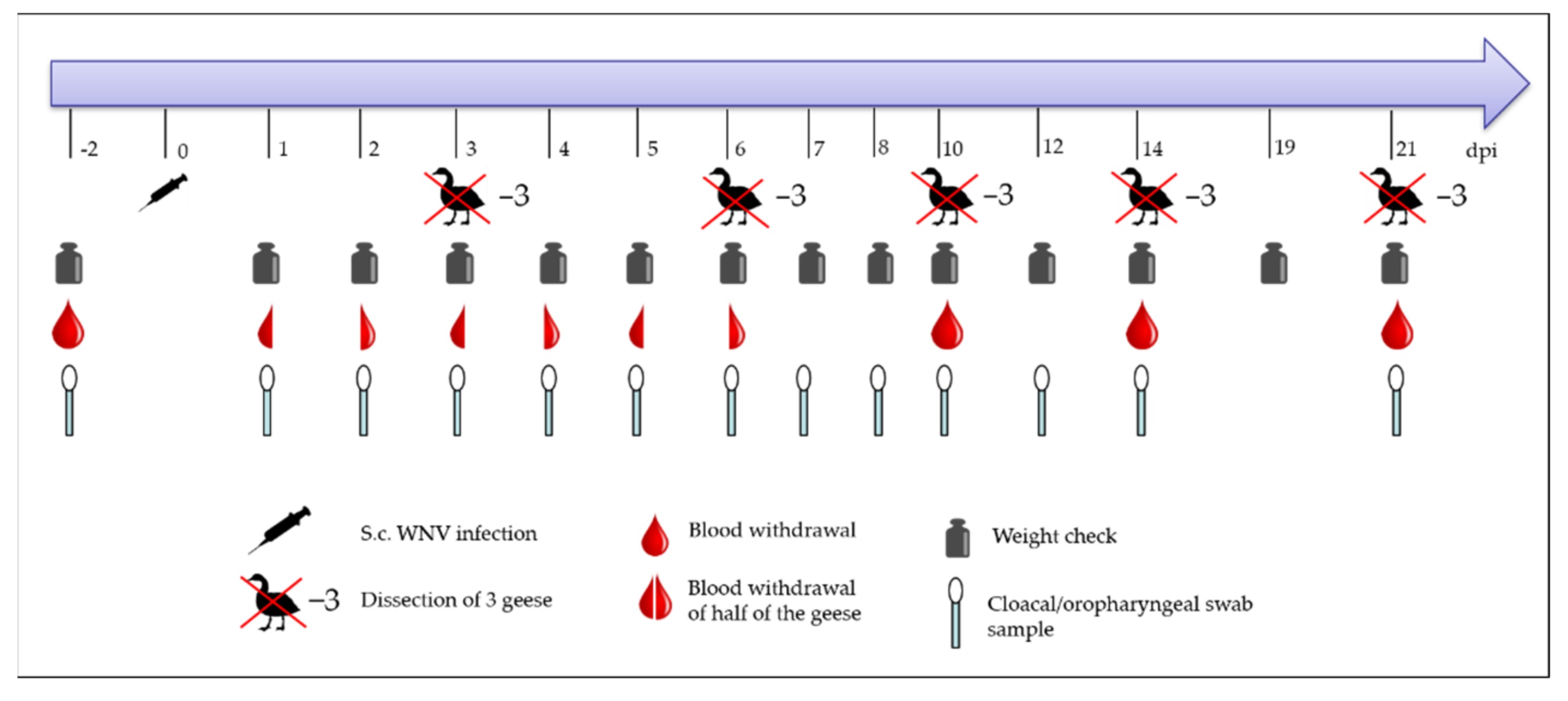 Viruses 14 01319 g001