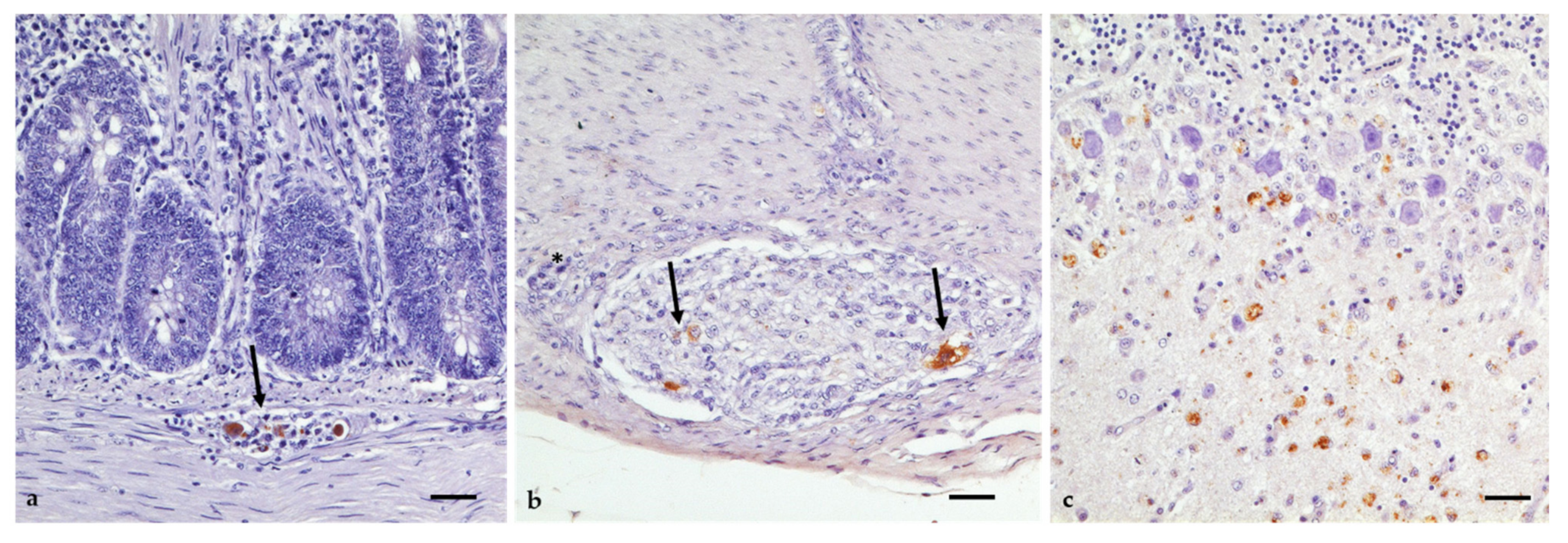 Viruses 14 01319 g009