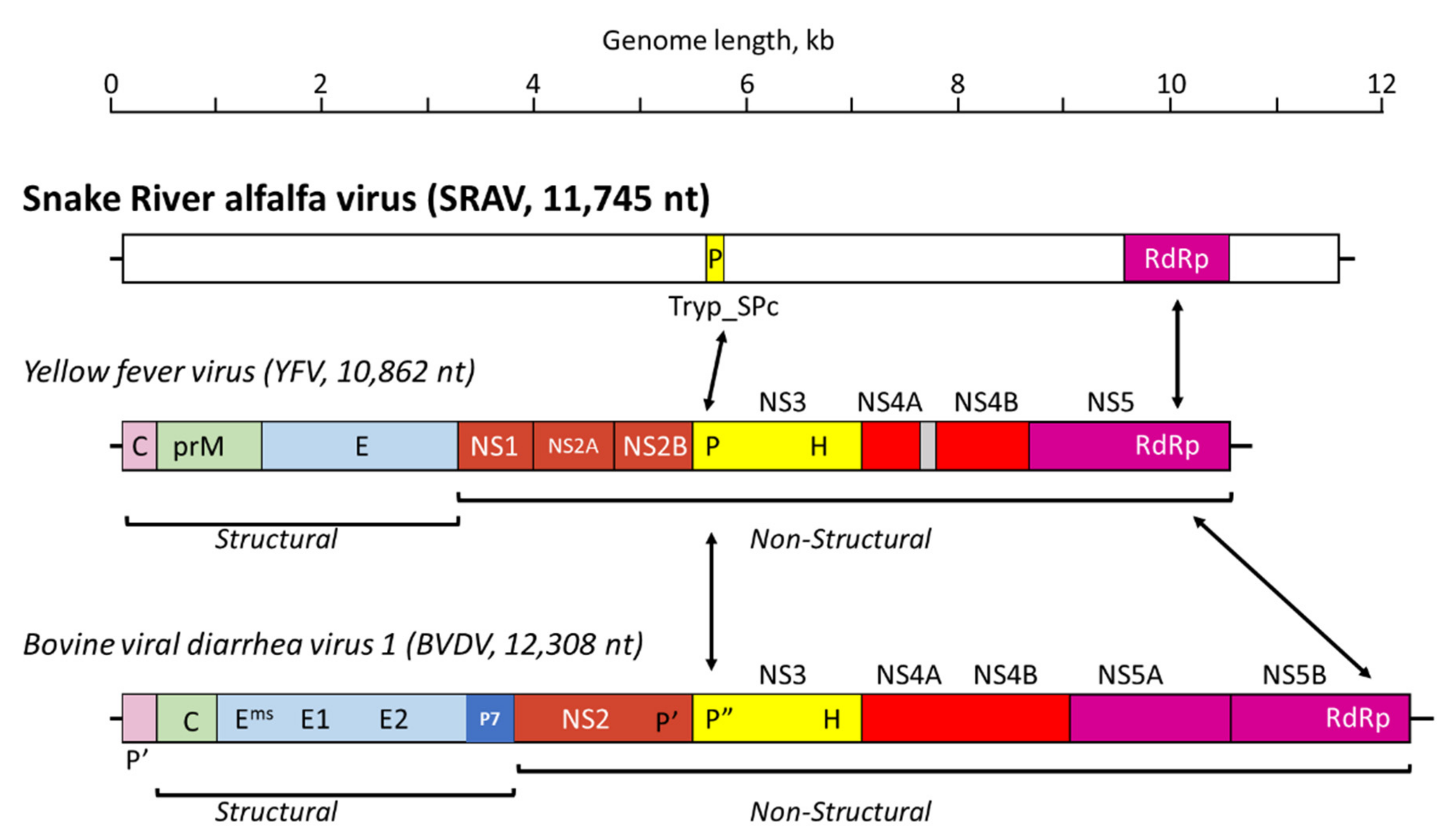 Viruses 14 01320 g002