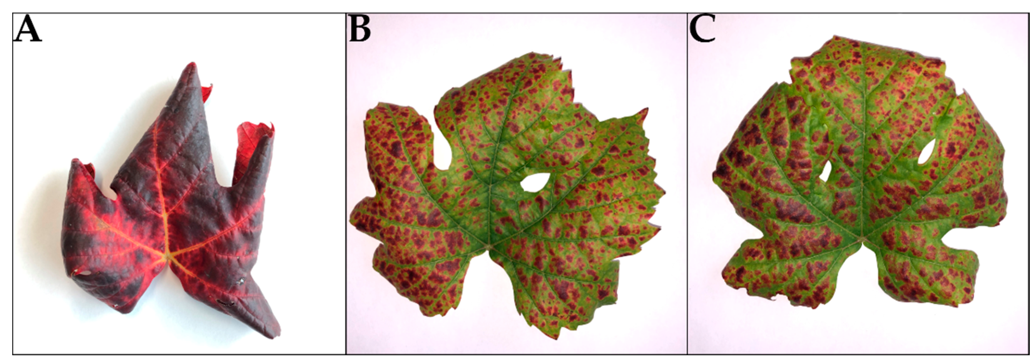 Viruses 14 01333 g006