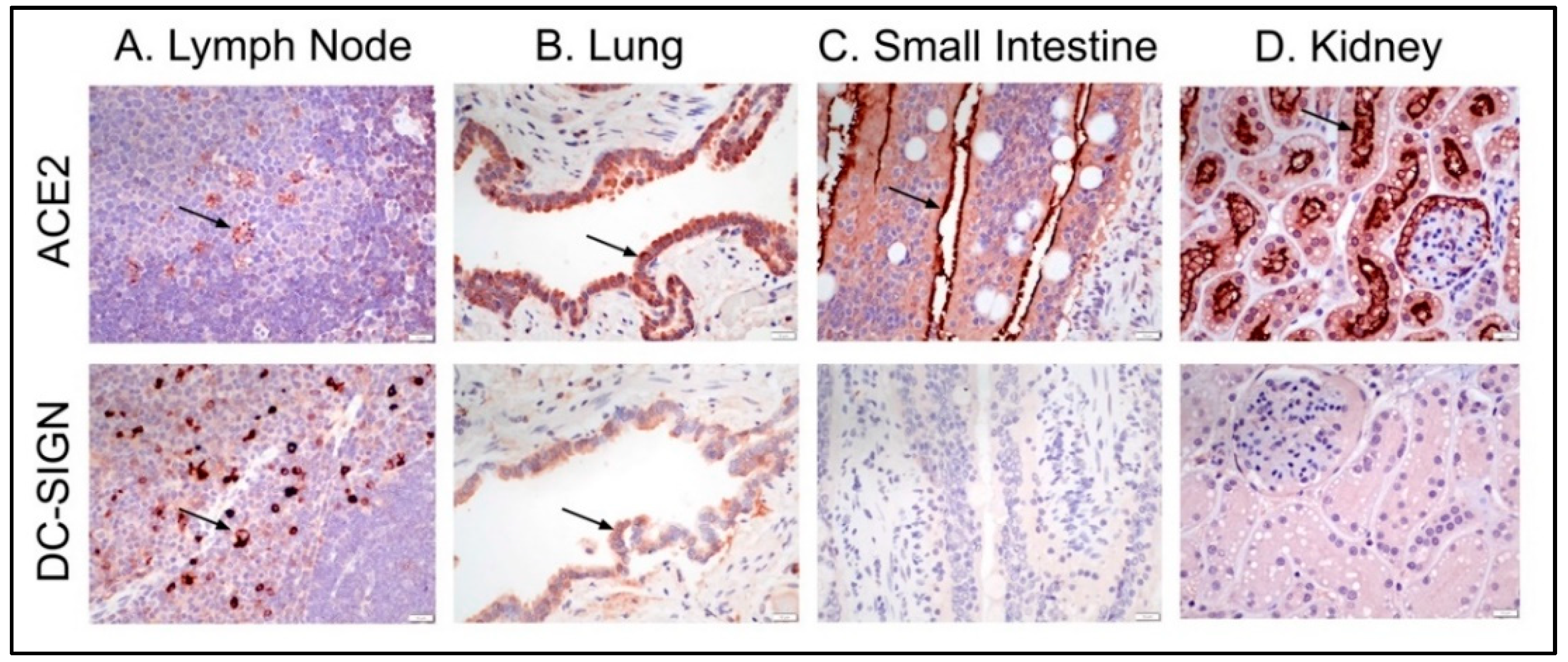 Viruses 14 01356 g005