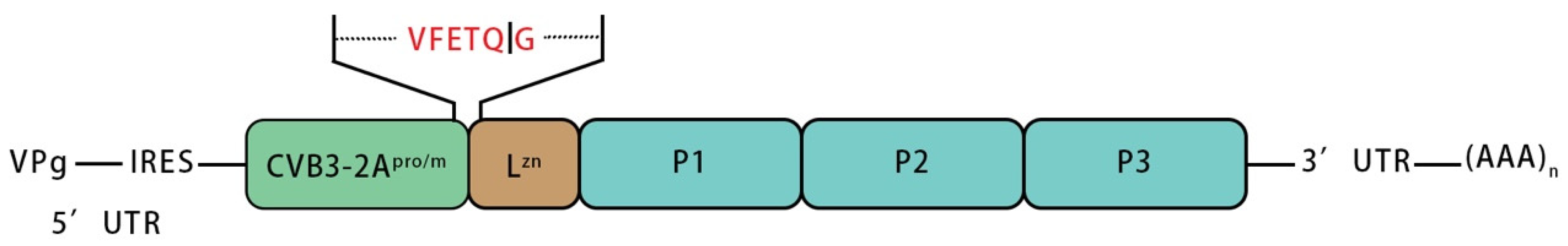 Viruses 14 01360 g001