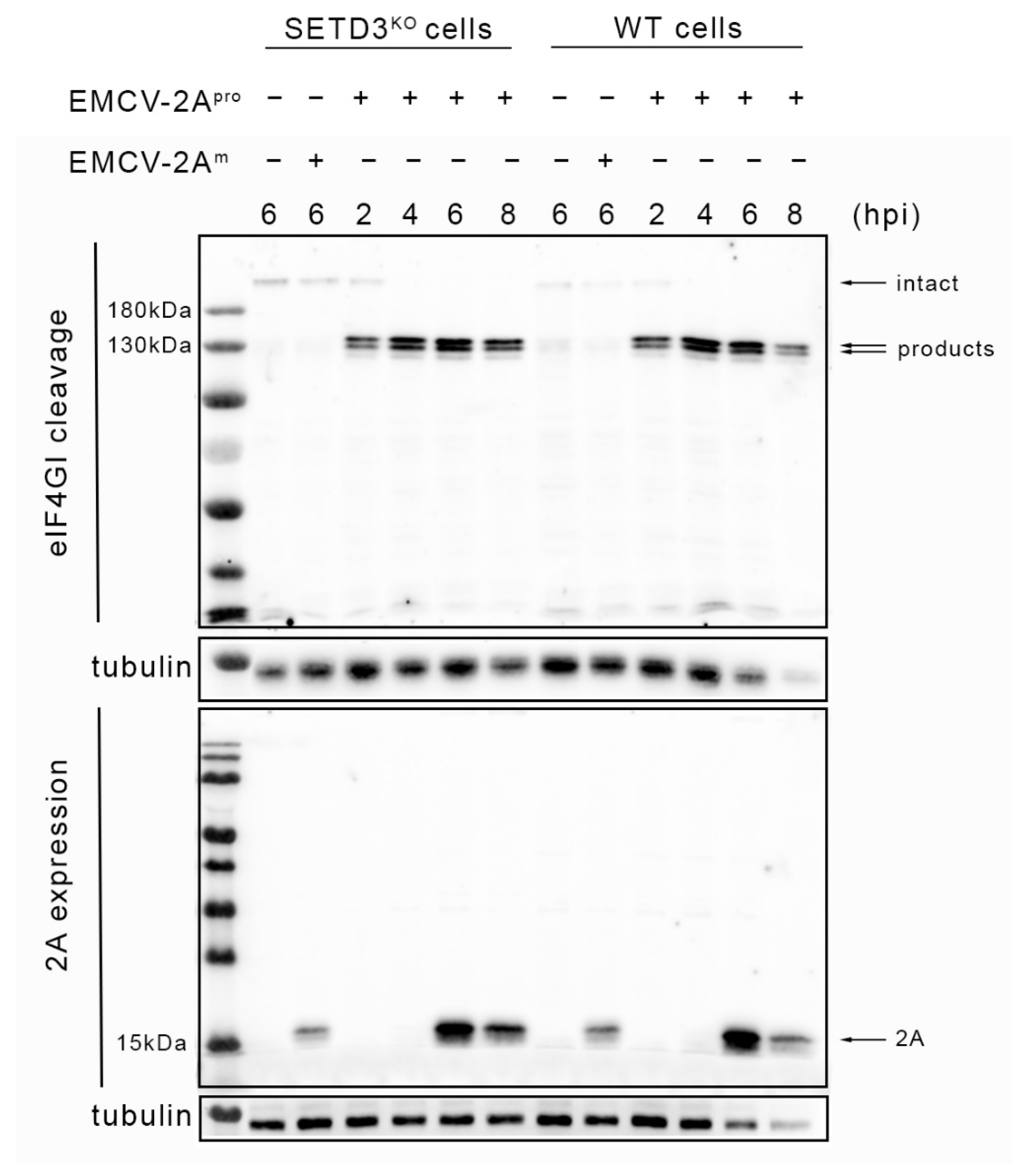 Viruses 14 01360 g003