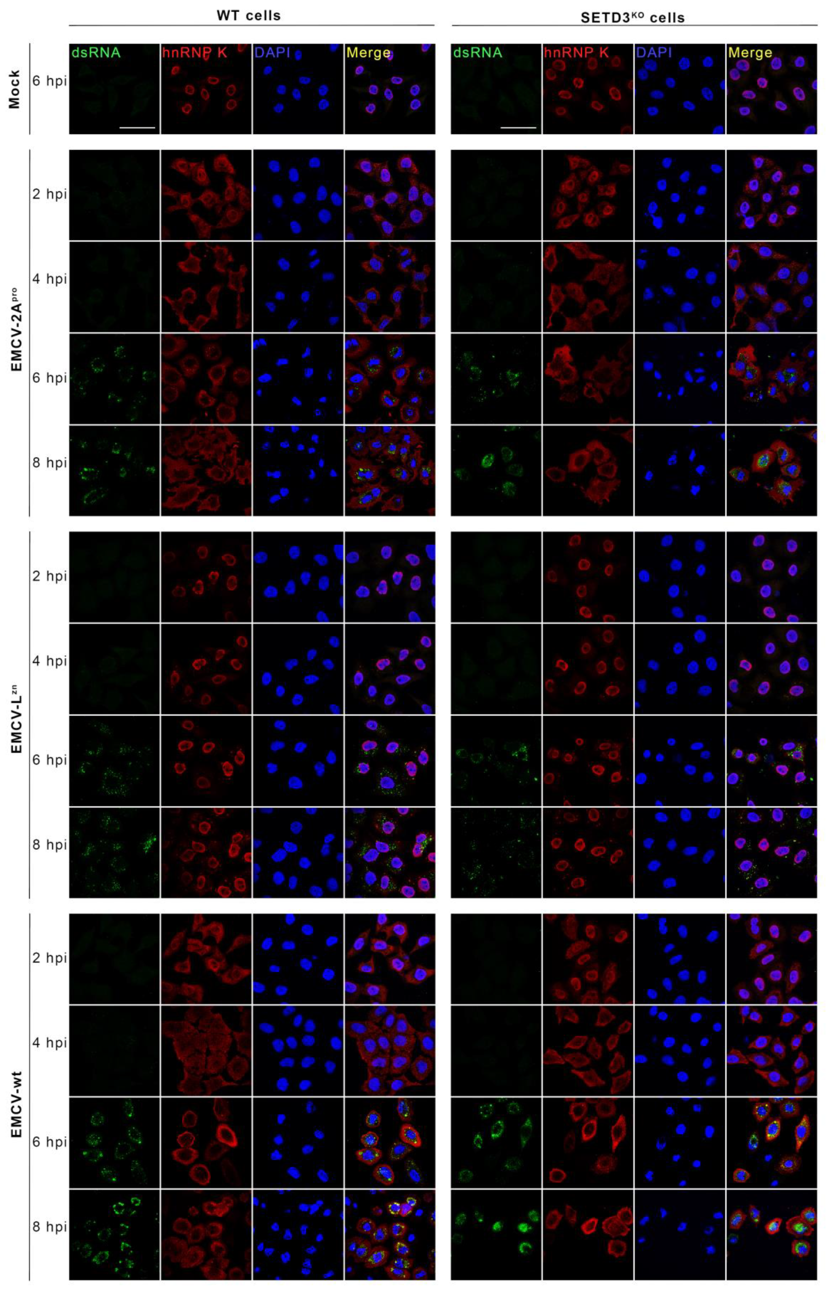 Viruses 14 01360 g004