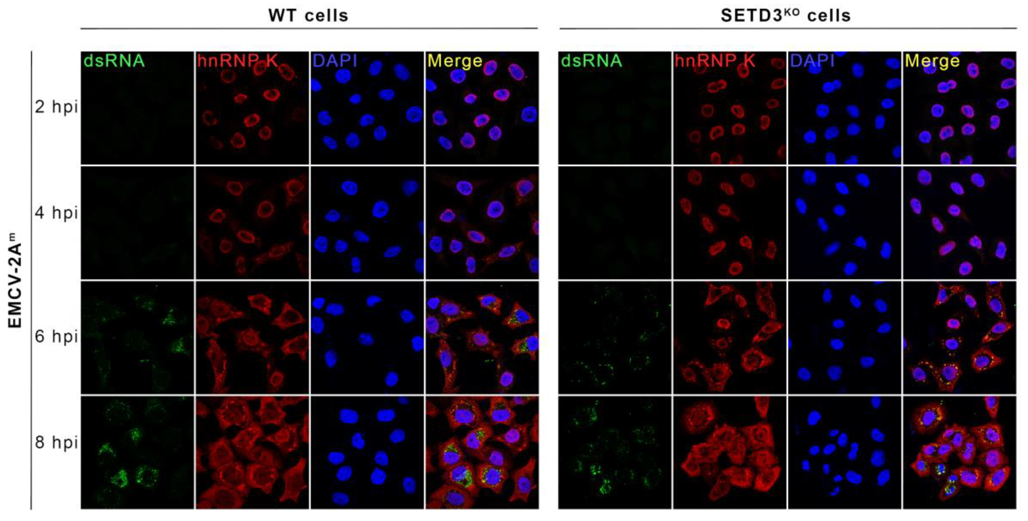 Viruses 14 01360 g007