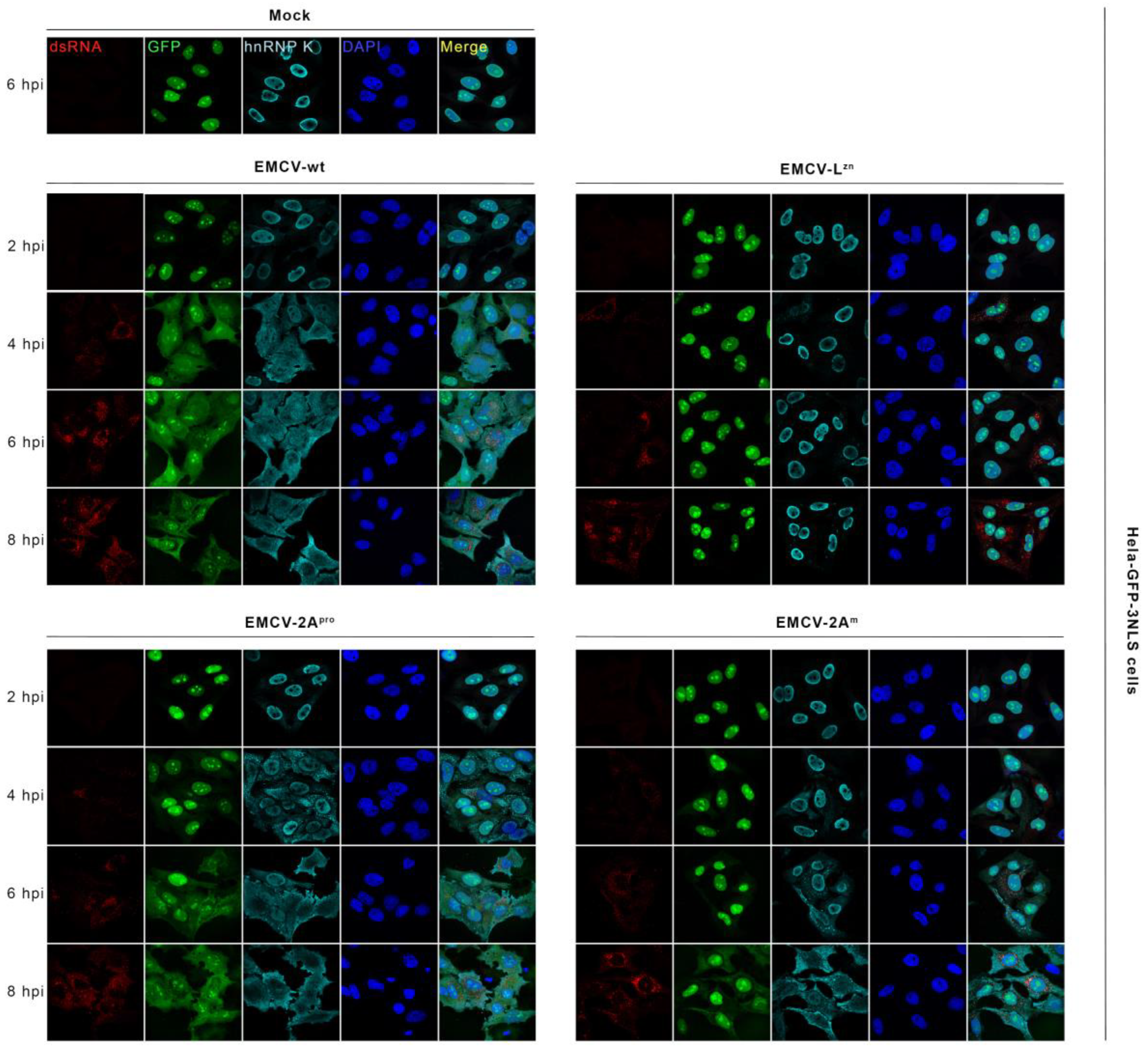 Viruses 14 01360 g008
