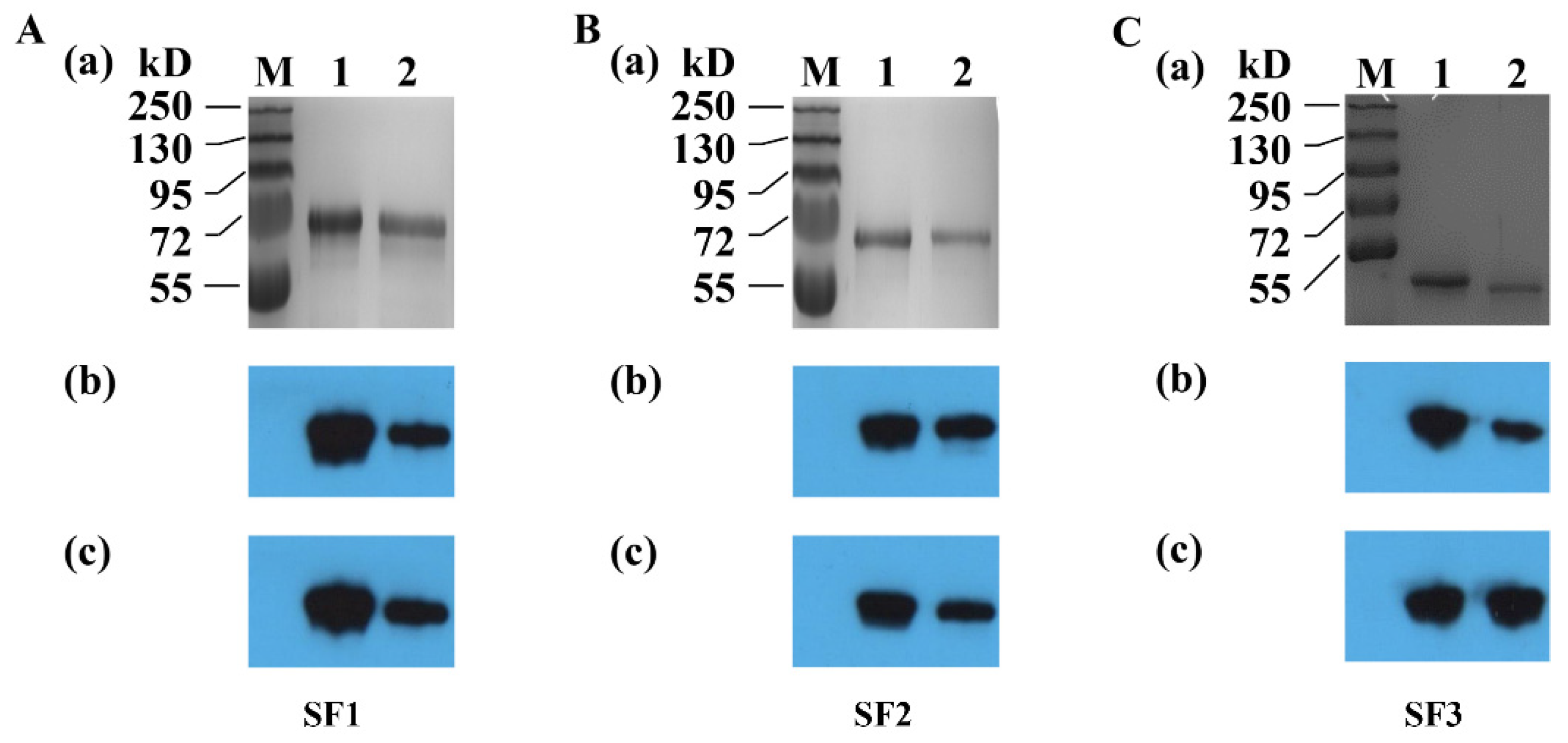 Viruses 14 01371 g004