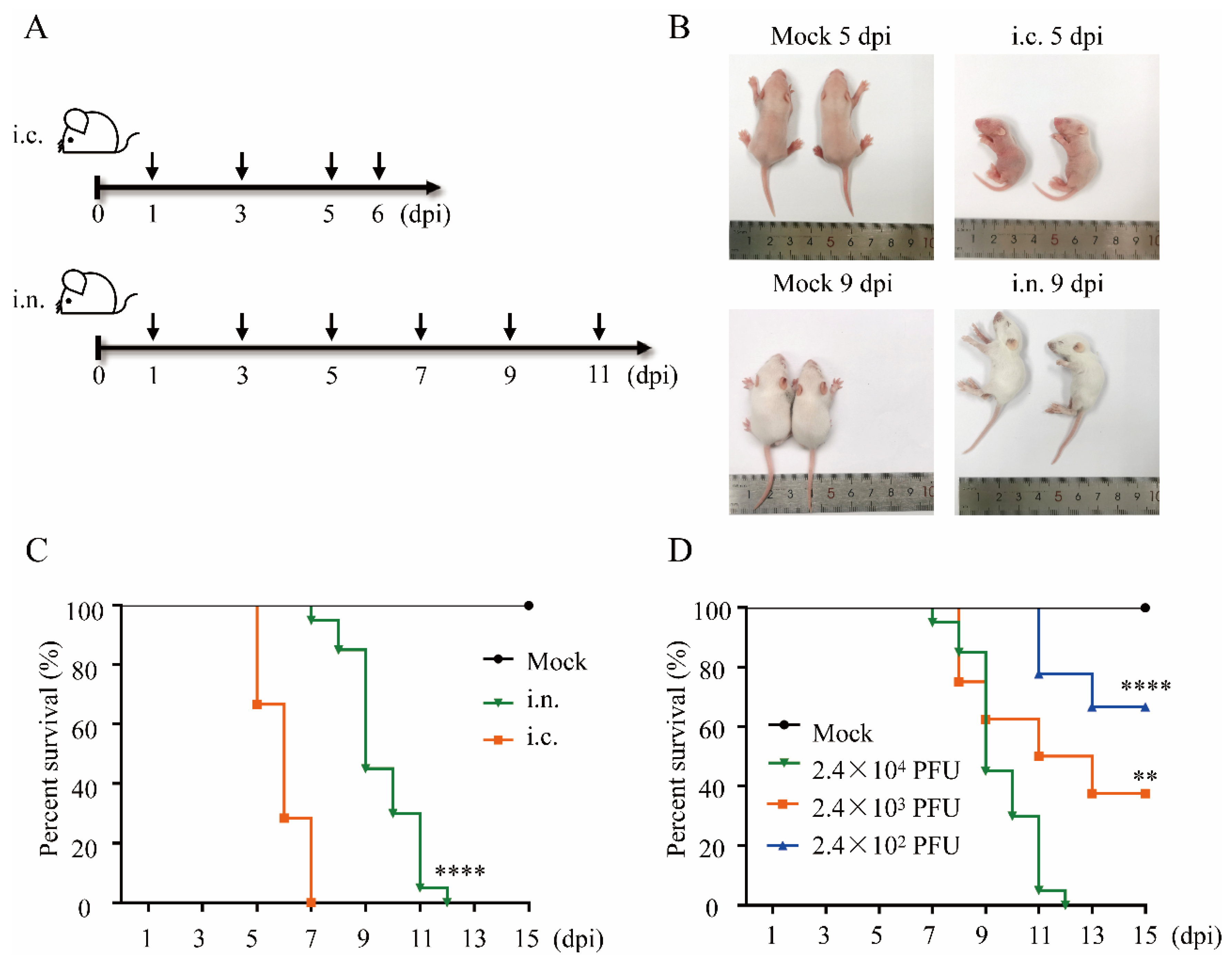 Viruses 14 01394 g001