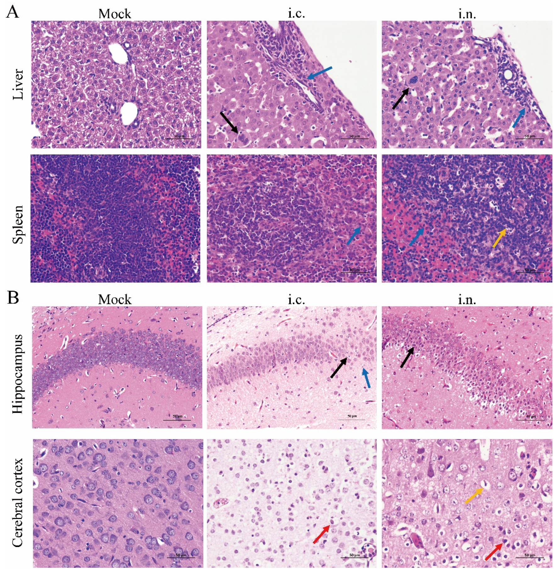 Viruses 14 01394 g003