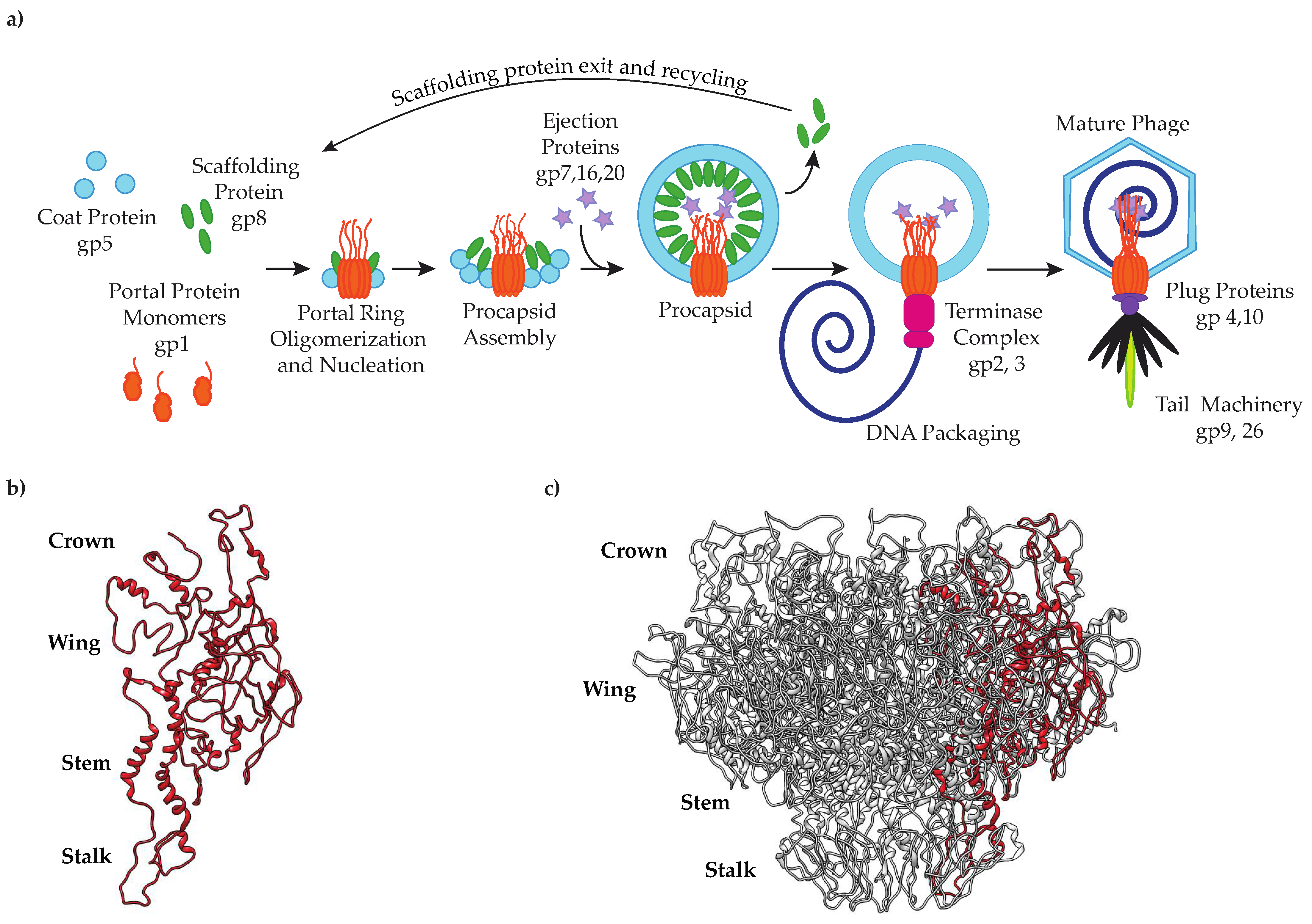 Viruses 14 01400 g001 Viruses 14 01400 g001