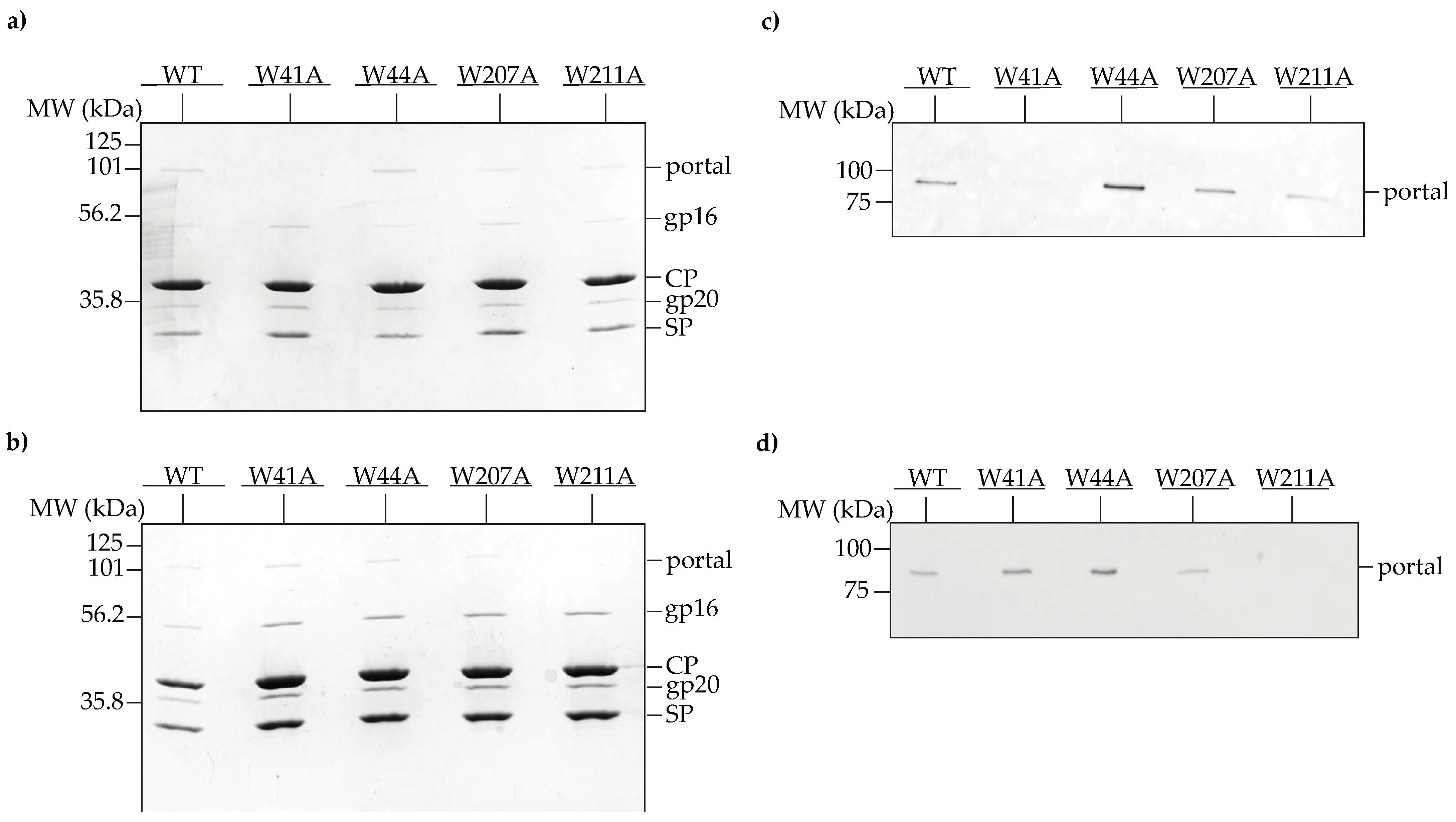 Viruses 14 01400 g003 Viruses 14 01400 g003