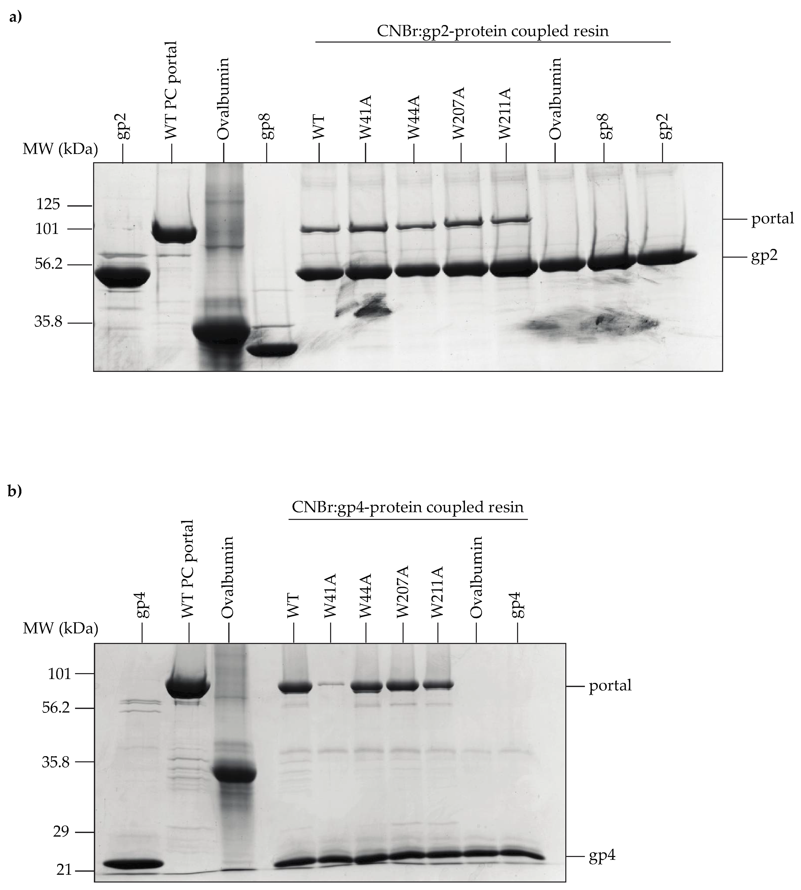 Viruses 14 01400 g007 Viruses 14 01400 g007