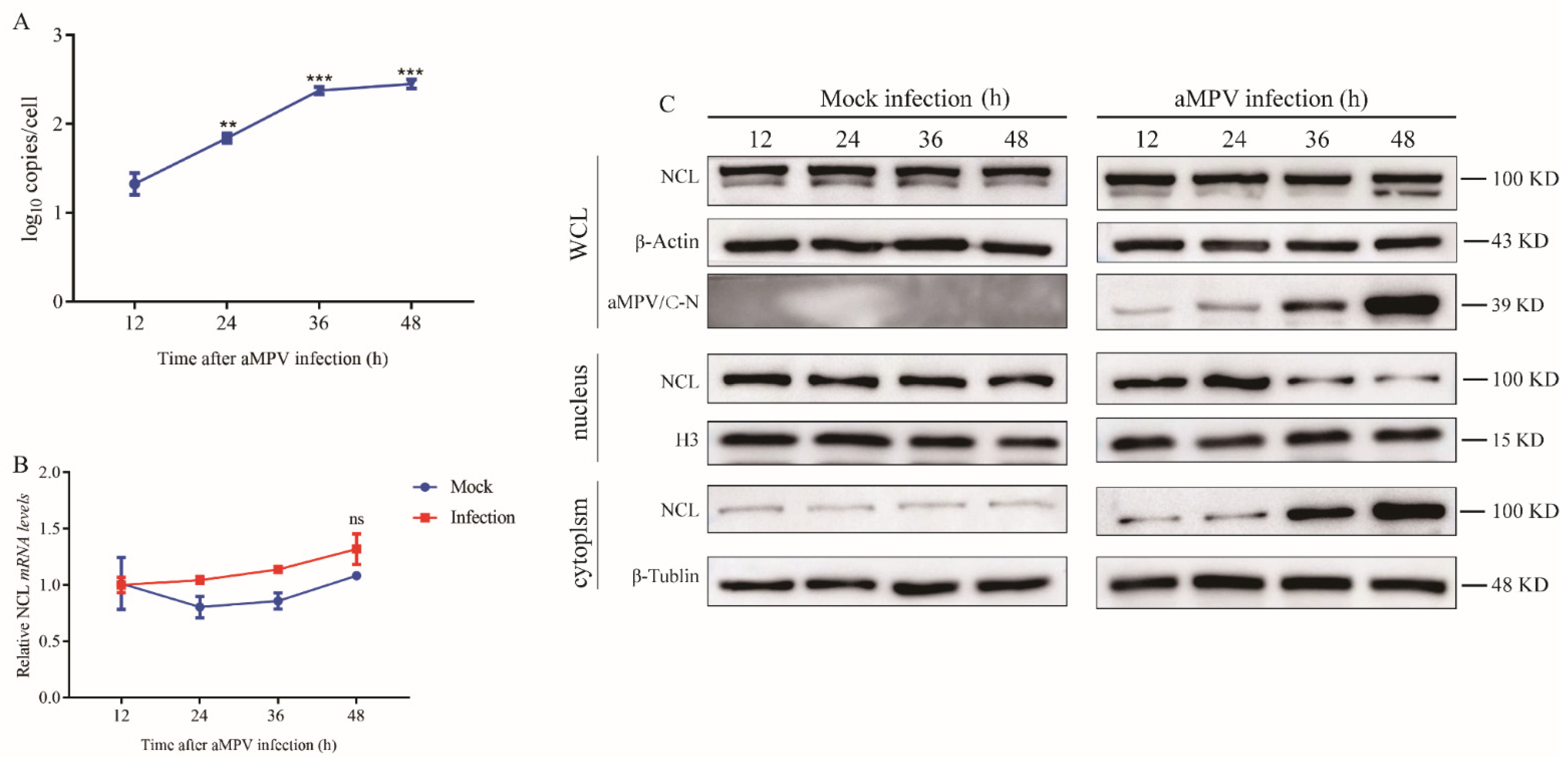 Viruses 14 01402 g001 Viruses 14 01402 g001