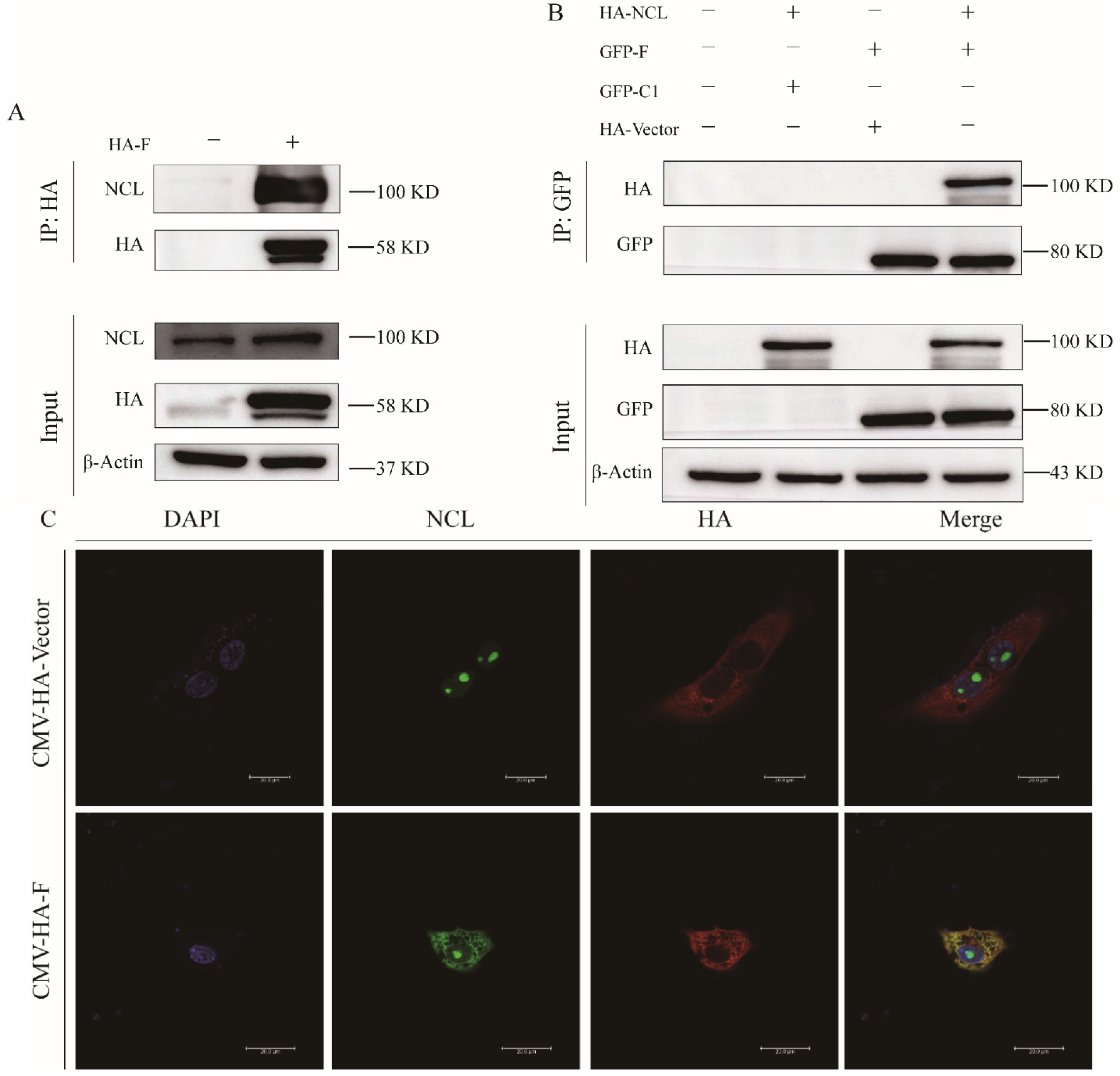 Viruses 14 01402 g004 Viruses 14 01402 g004