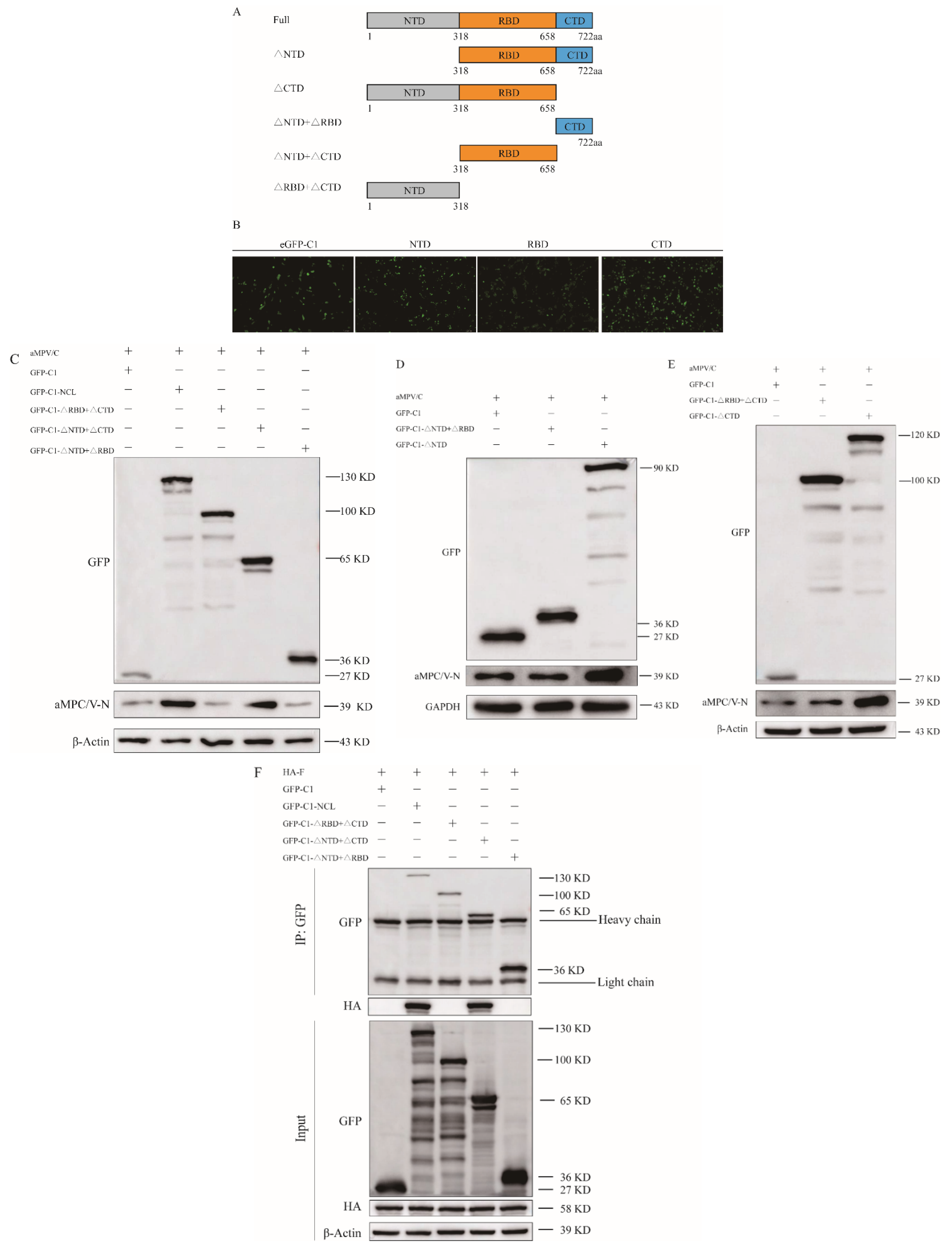Viruses 14 01402 g006 Viruses 14 01402 g006