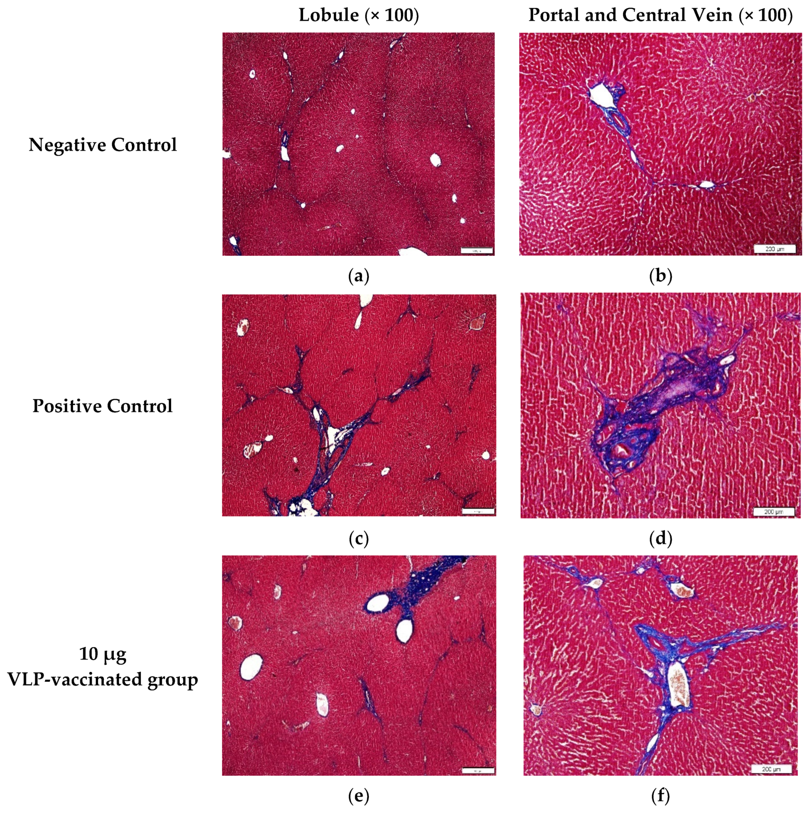 Viruses 14 01432 g004a Viruses 14 01432 g004a