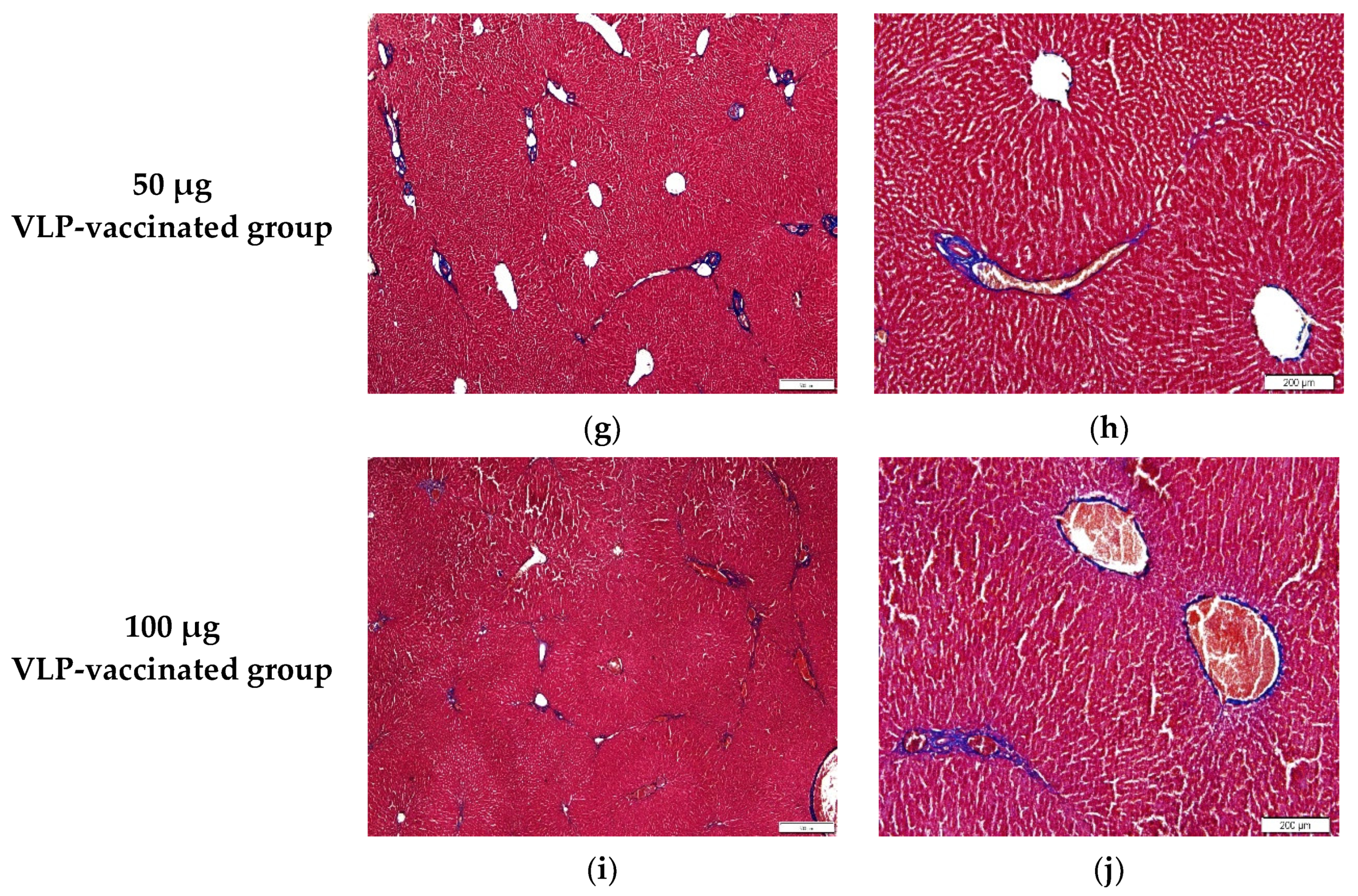 Viruses 14 01432 g004b Viruses 14 01432 g004b